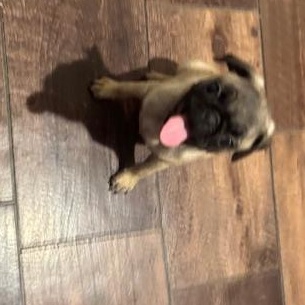Enlarge PUG B, a Adopted Pug in Beatrice, NE image 1/3