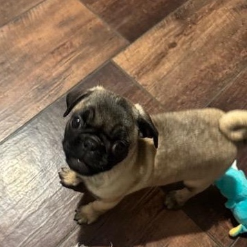 Enlarge PUG B, a Adopted Pug in Beatrice, NE image 2/3