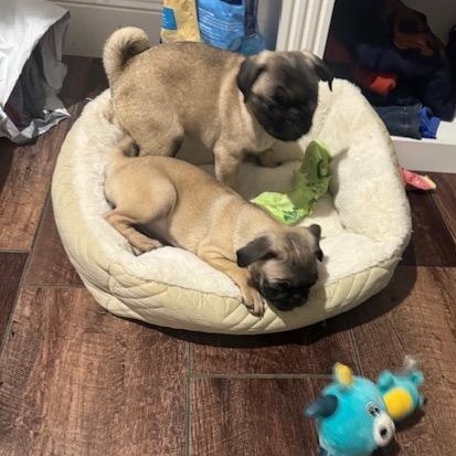 Enlarge PUG B, a Adopted Pug in Beatrice, NE image 3/3