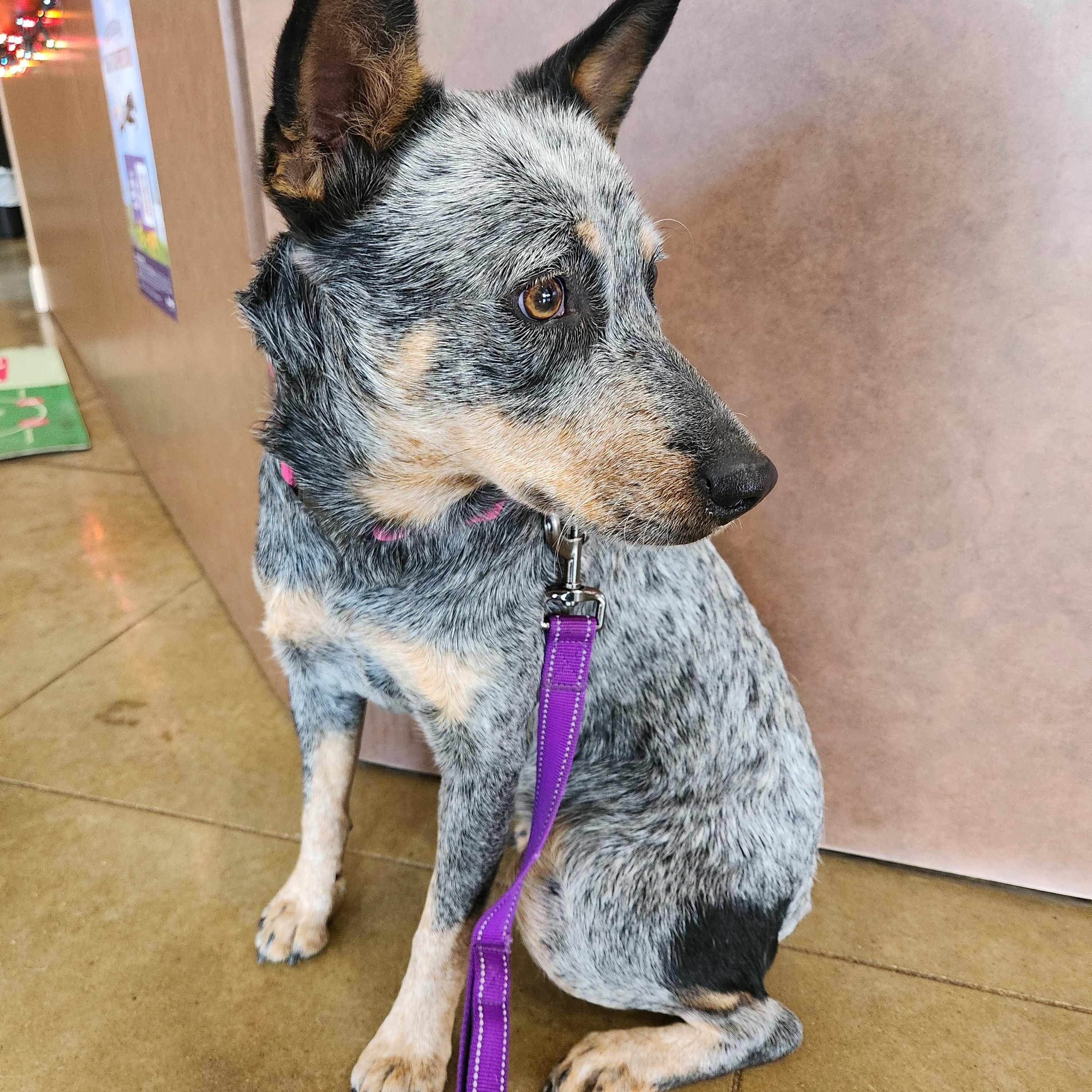 Enlarge Gidget, an adopted Australian Cattle Dog / Blue Heeler in Killeen, TX image 6/6