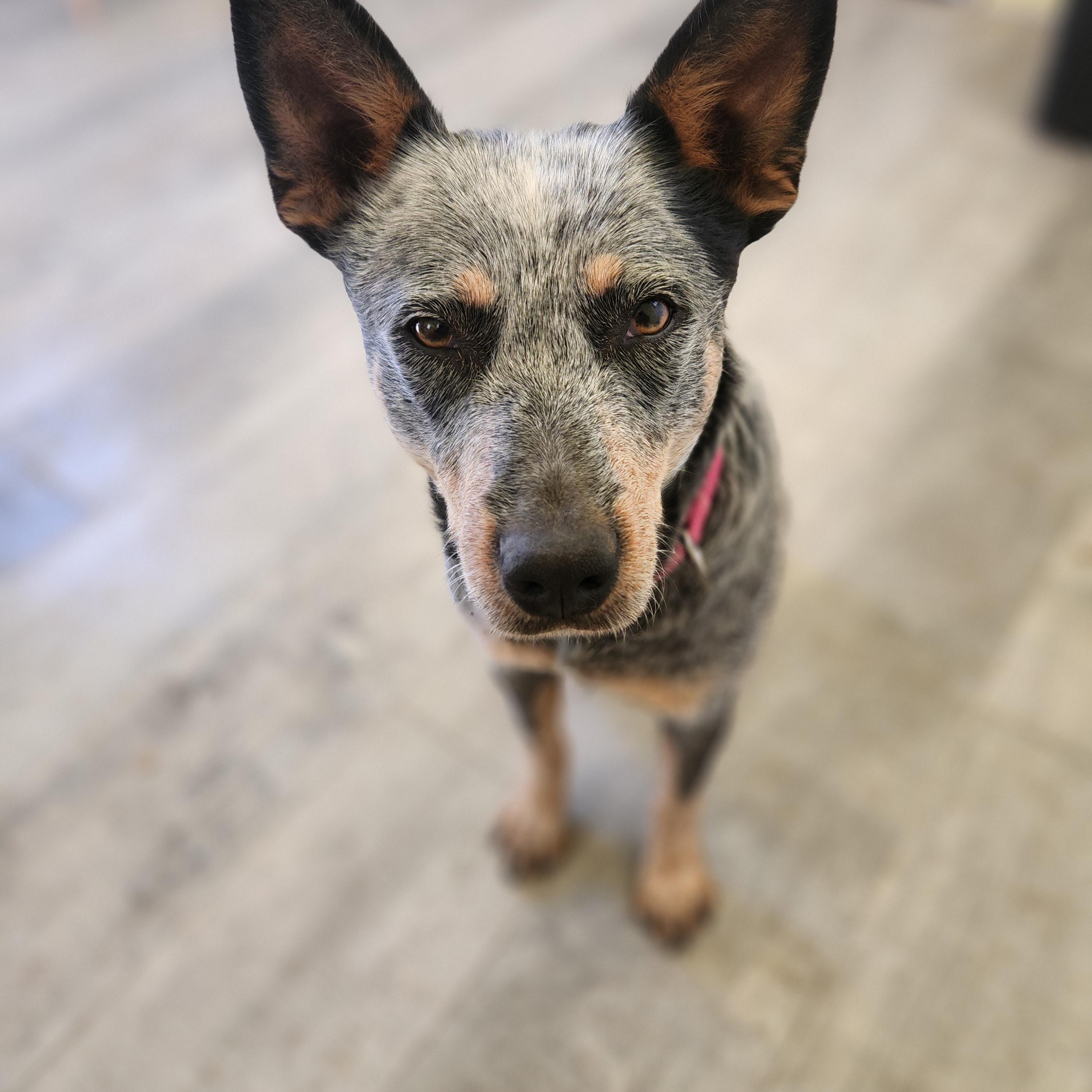 Enlarge Gidget, an adopted Australian Cattle Dog / Blue Heeler in Killeen, TX image 4/6
