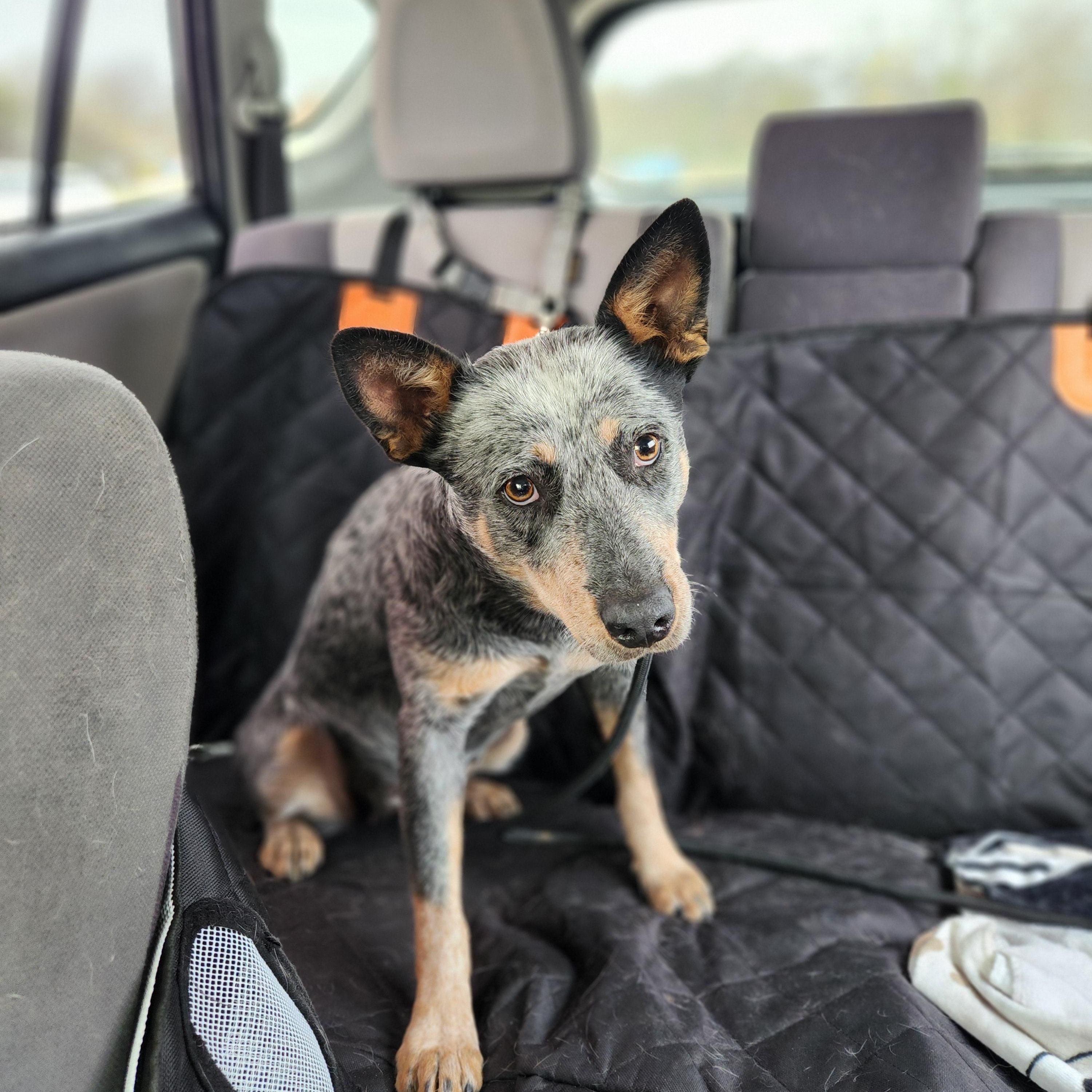 Gidget, adopted, Adult Female Australian Cattle Dog / Blue Heeler.