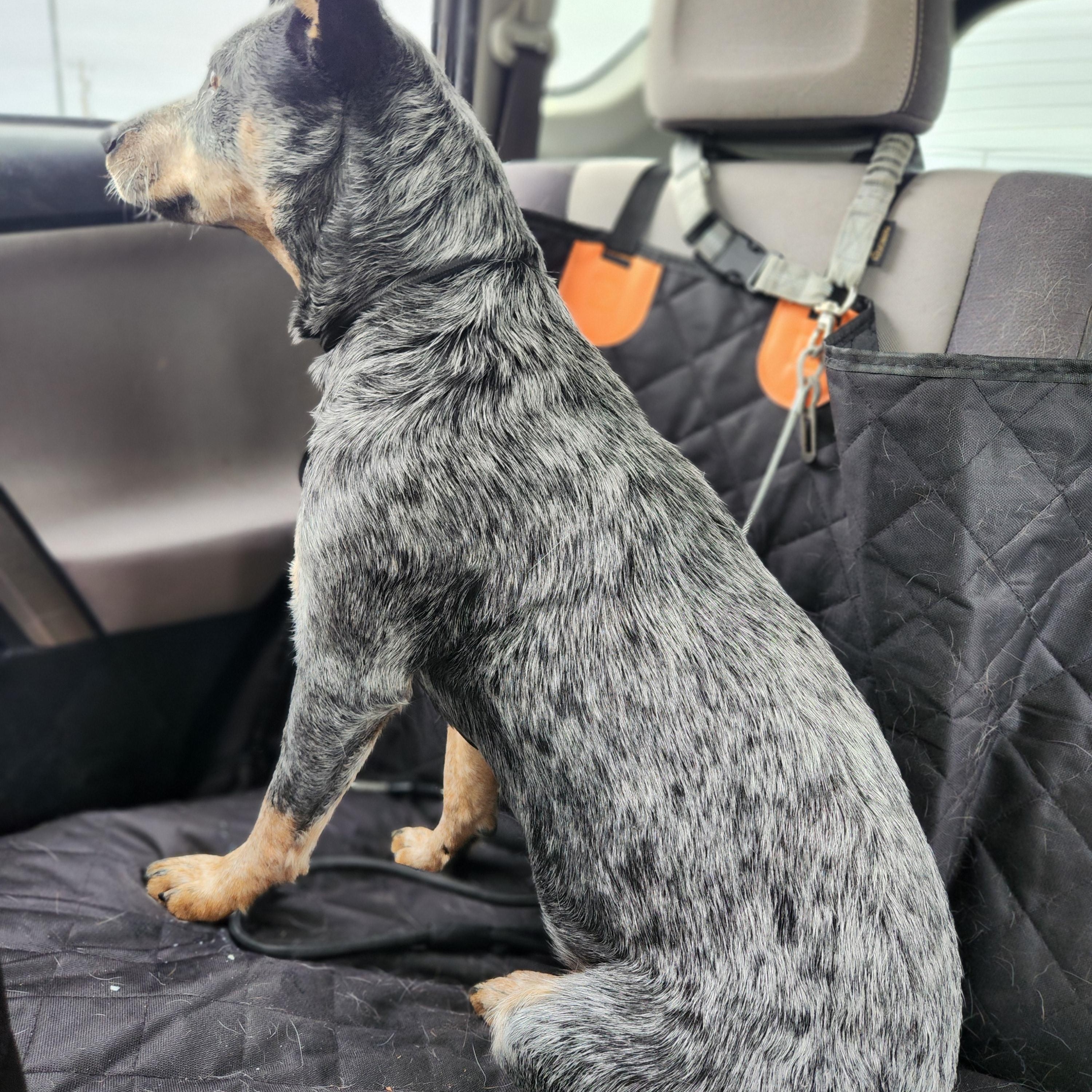 Enlarge Gidget, an adopted Australian Cattle Dog / Blue Heeler in Killeen, TX image 5/6