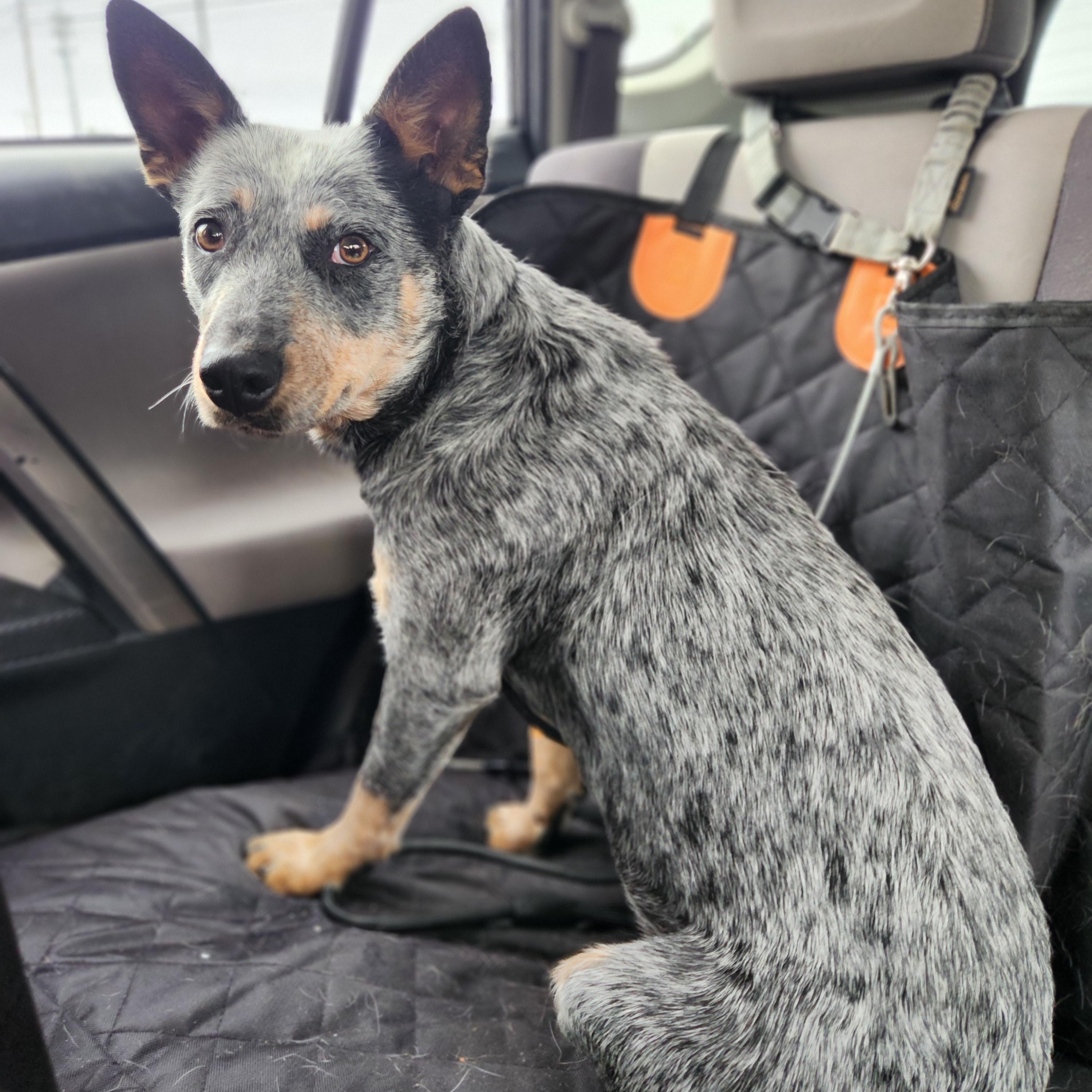 Enlarge Gidget, an adopted Australian Cattle Dog / Blue Heeler in Killeen, TX image 3/6