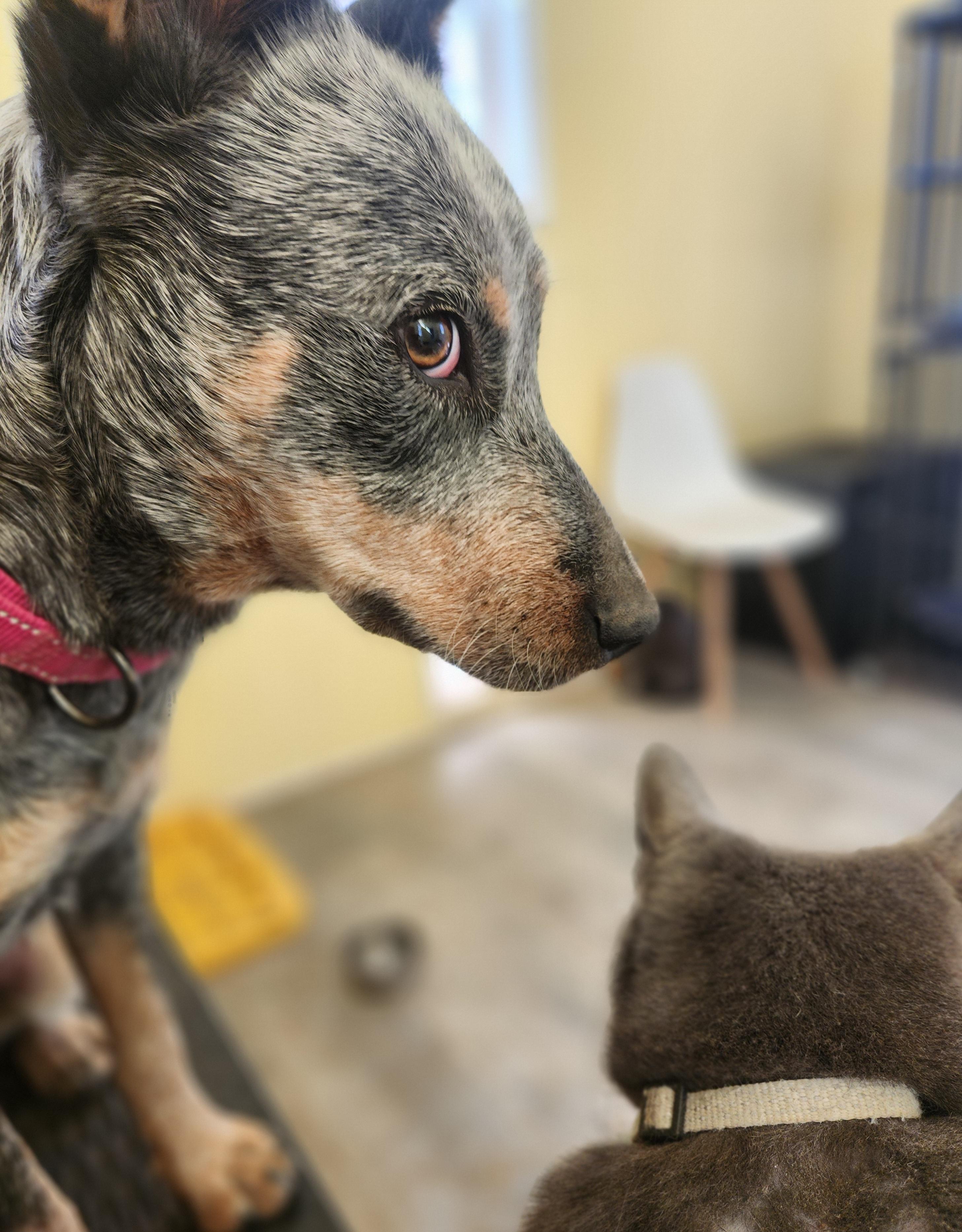 Enlarge Gidget, an adopted Australian Cattle Dog / Blue Heeler in Killeen, TX image 2/6