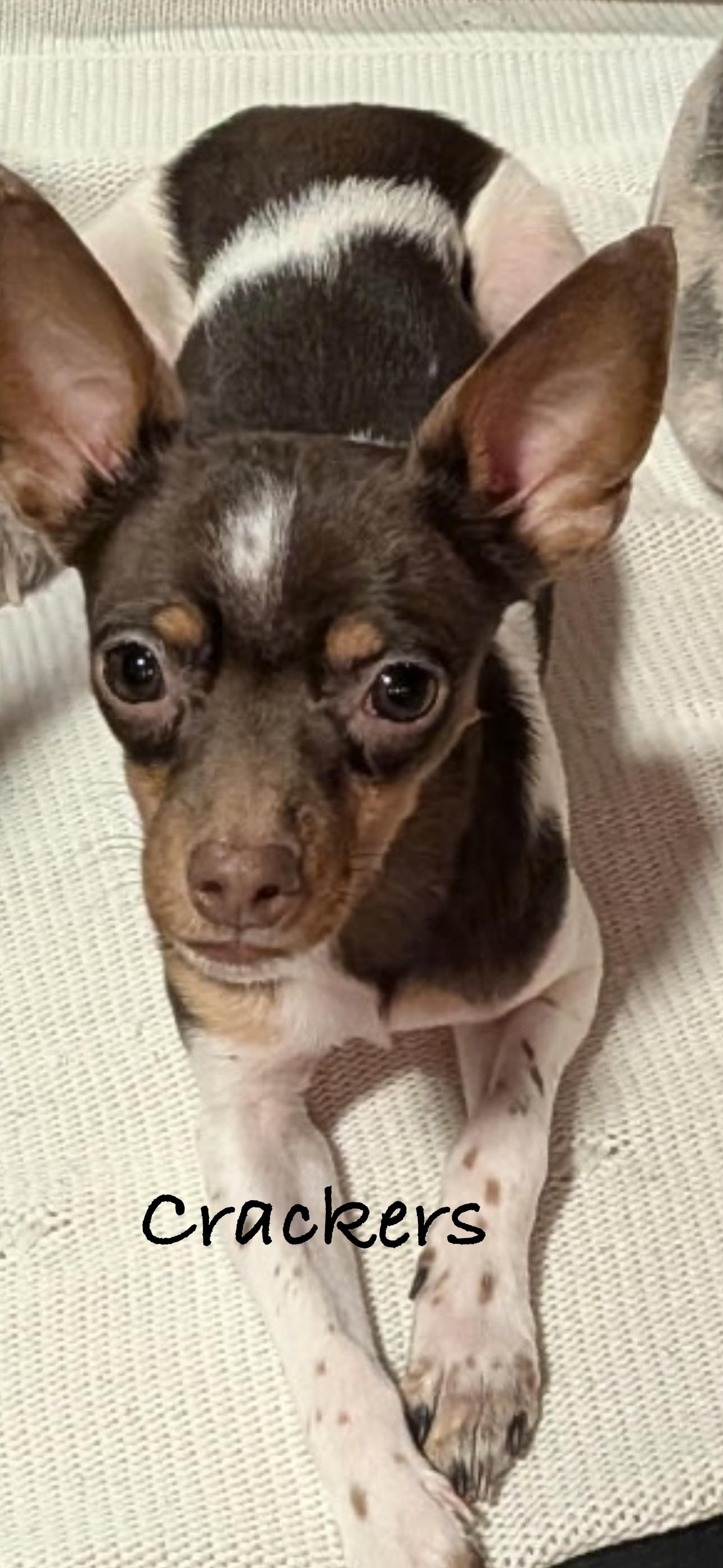 Crackers, ADOPTABLE, Young Male Chihuahua.