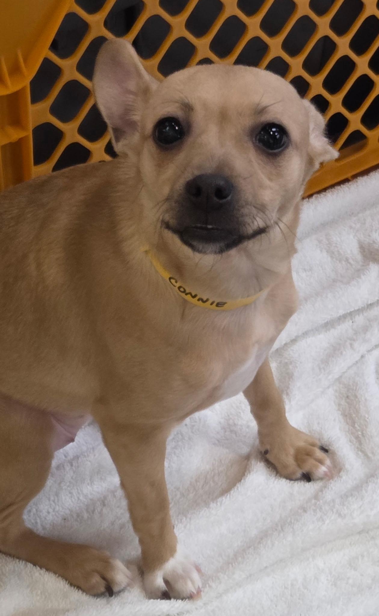 Enlarge Connie, a ADOPTABLE mixed breed in Kannapolis, NC image 6/6