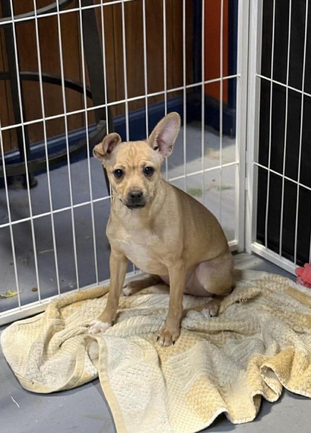 Enlarge Connie, a ADOPTABLE mixed breed in Kannapolis, NC image 5/6