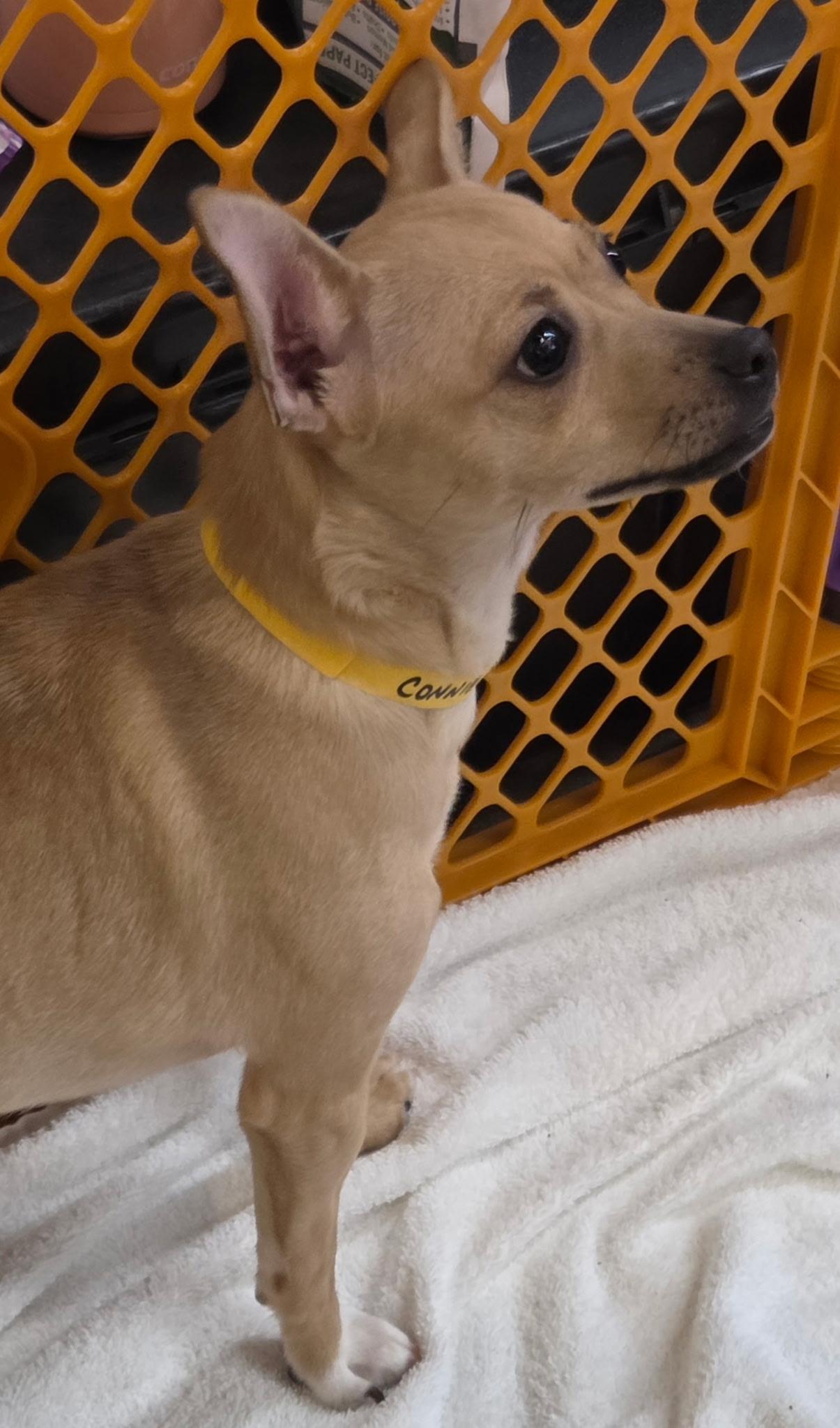 Enlarge Connie, a ADOPTABLE mixed breed in Kannapolis, NC image 3/6