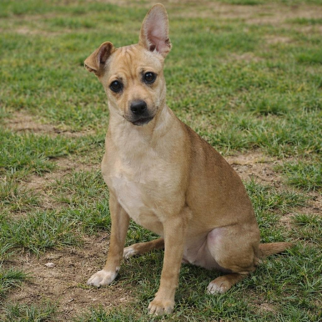 Enlarge Connie, a ADOPTABLE mixed breed in Kannapolis, NC image 1/6