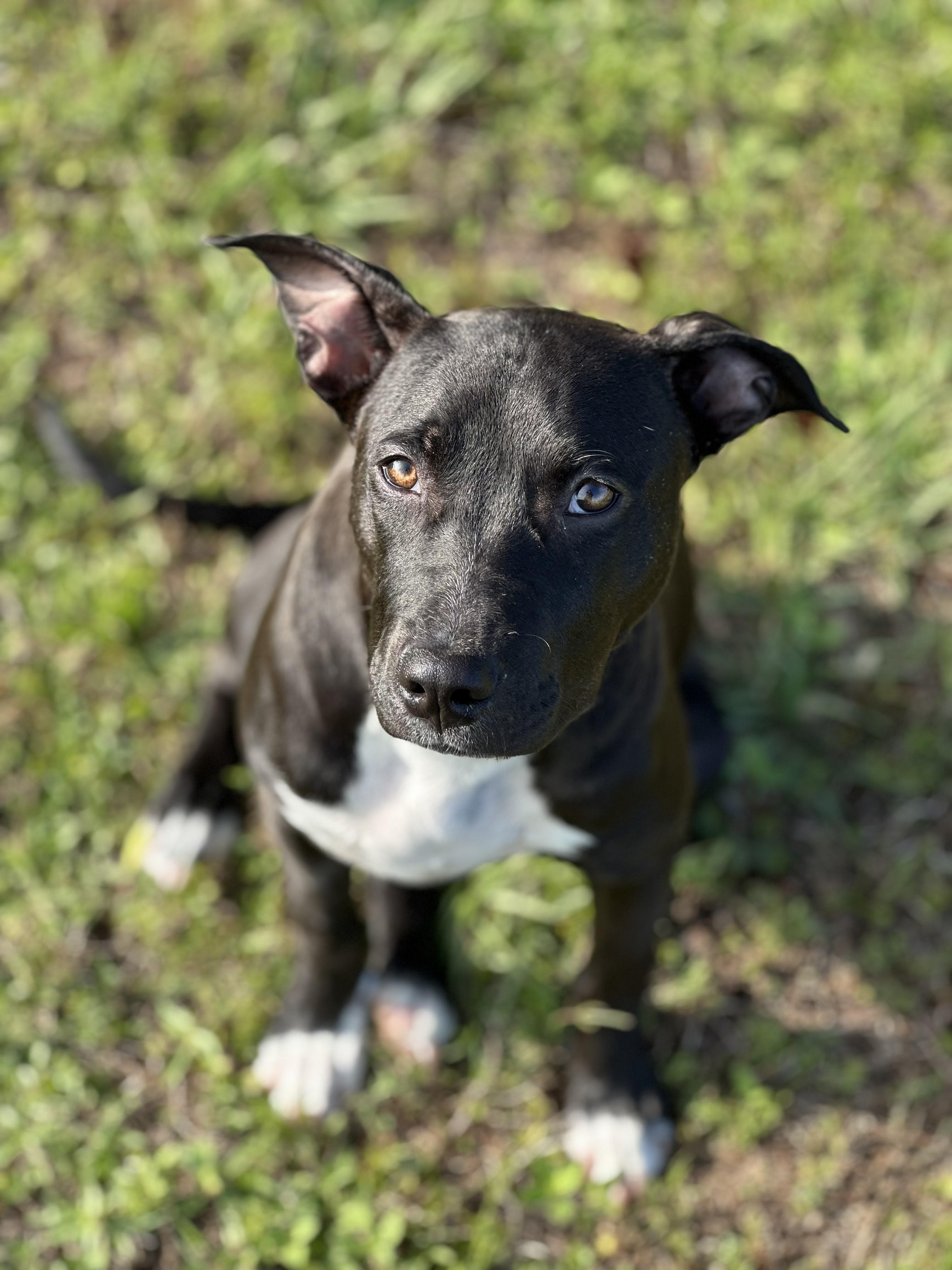 Enlarge Courtesy - Slick, a ADOPTABLE mixed breed in Mobile, AL image 2/3