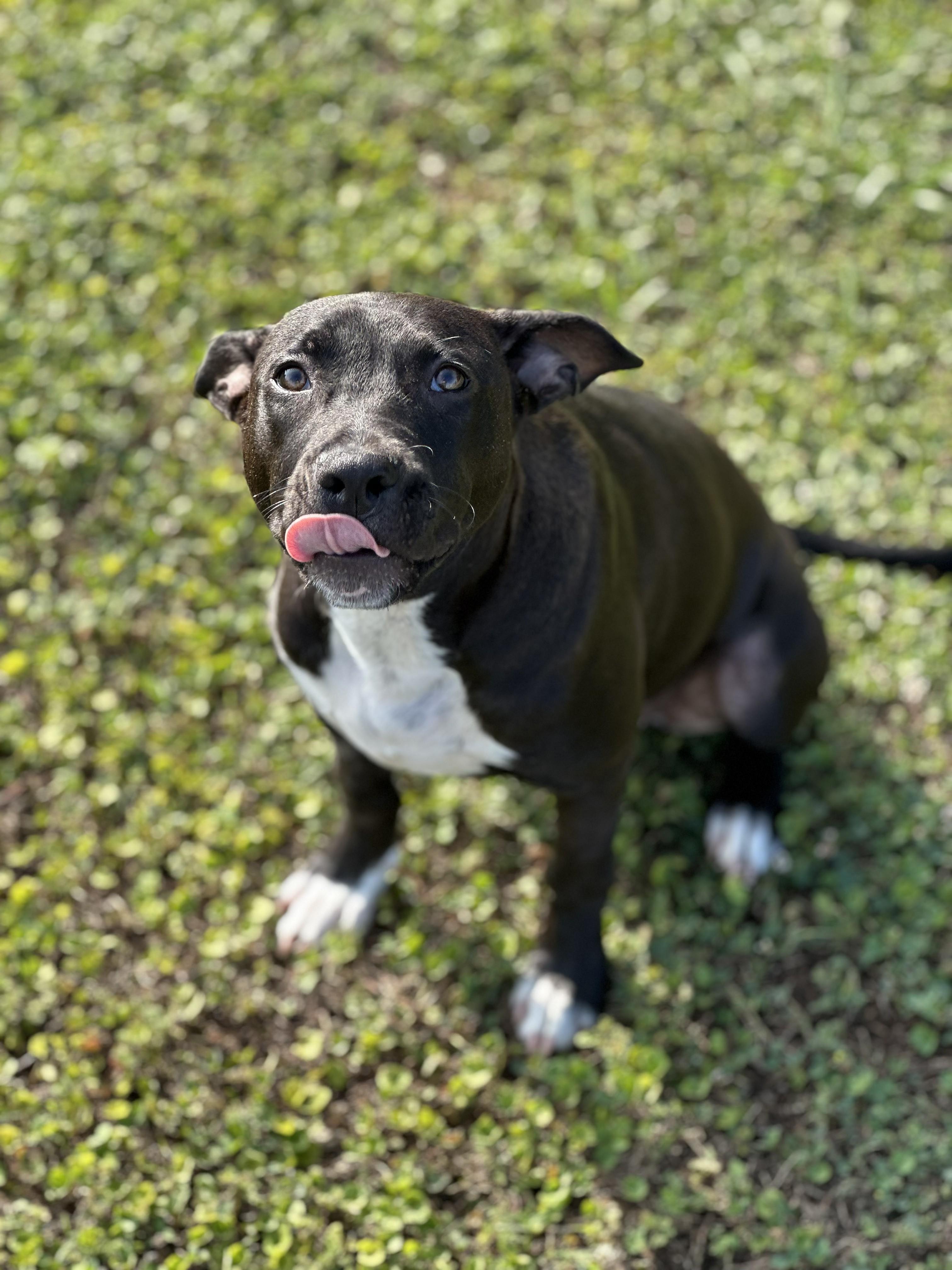 Enlarge Courtesy - Slick, a ADOPTABLE mixed breed in Mobile, AL image 3/3