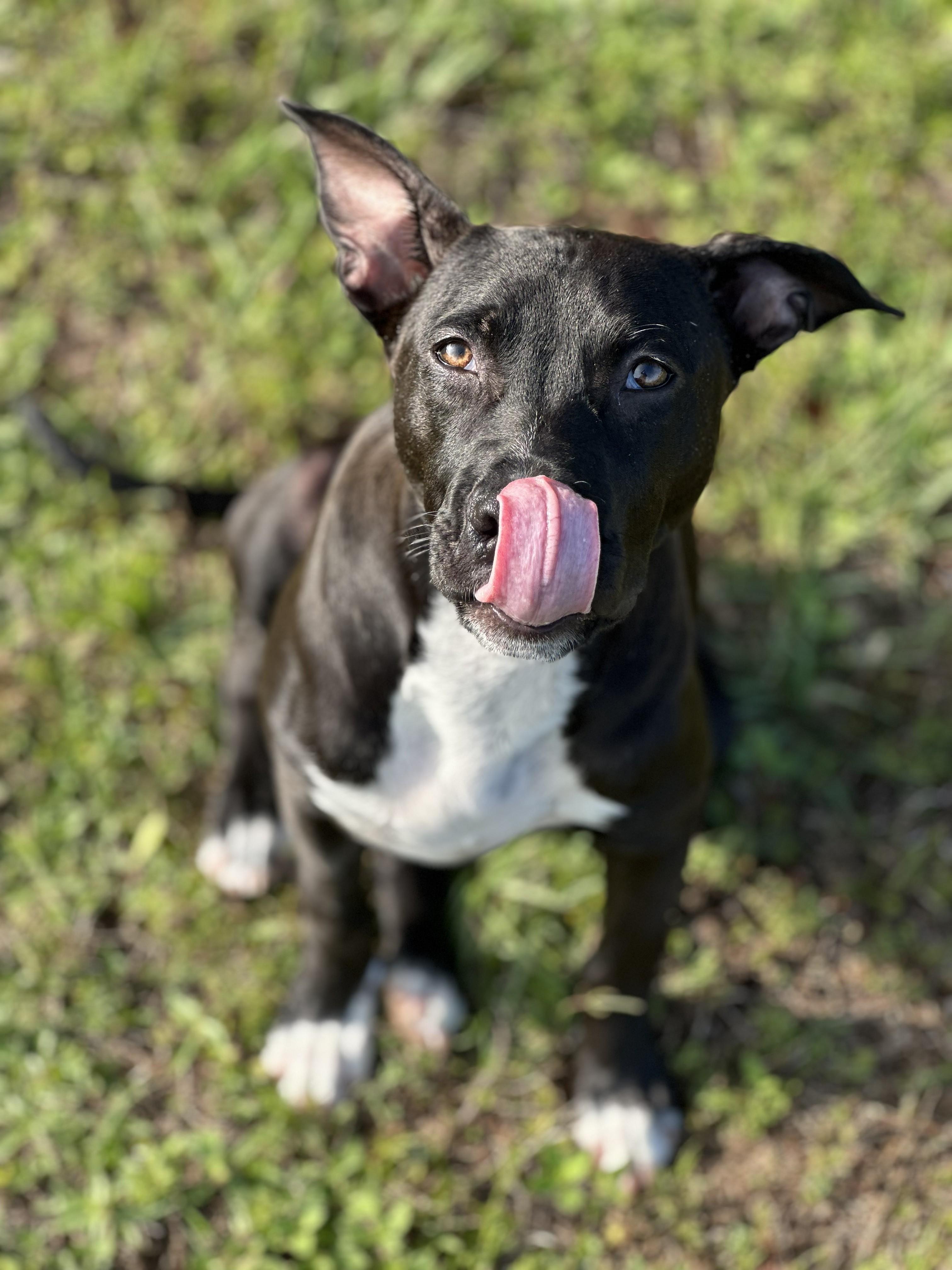Enlarge Courtesy - Slick, a ADOPTABLE mixed breed in Mobile, AL image 1/3