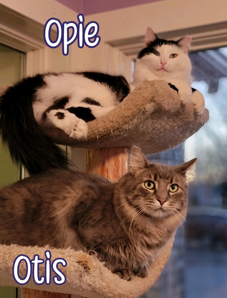 Enlarge Opie (Bay Bridge #18), a Adoptable mixed breed in Port Clinton, OH image 1/6