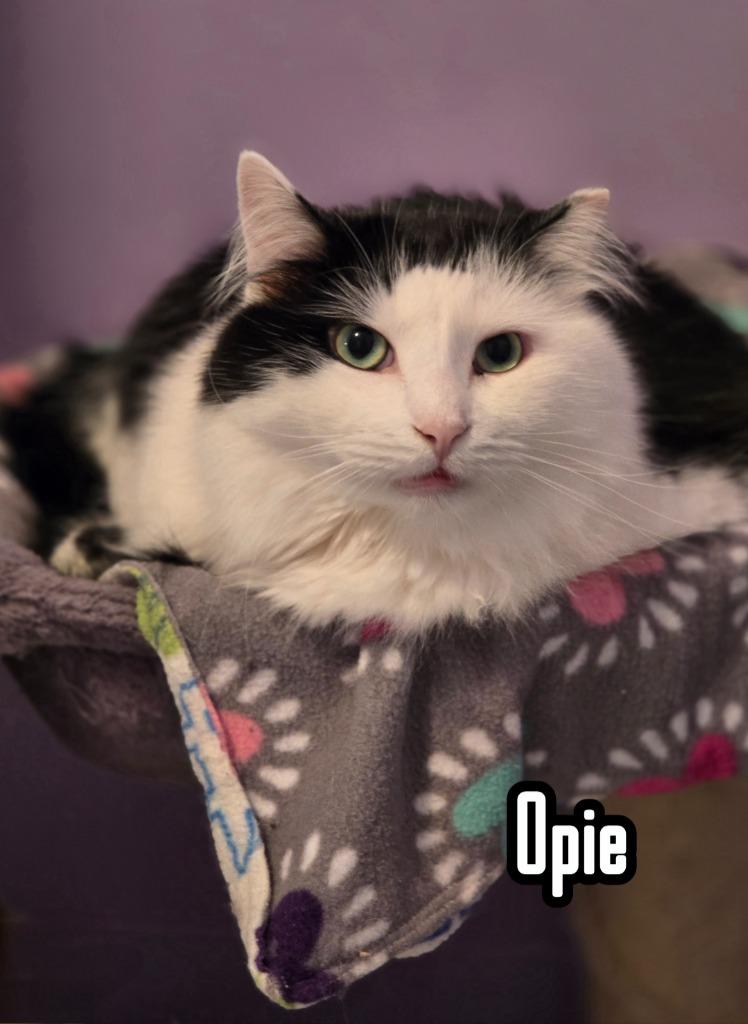 Enlarge Opie (Bay Bridge #18), a Adoptable mixed breed in Port Clinton, OH image 3/6