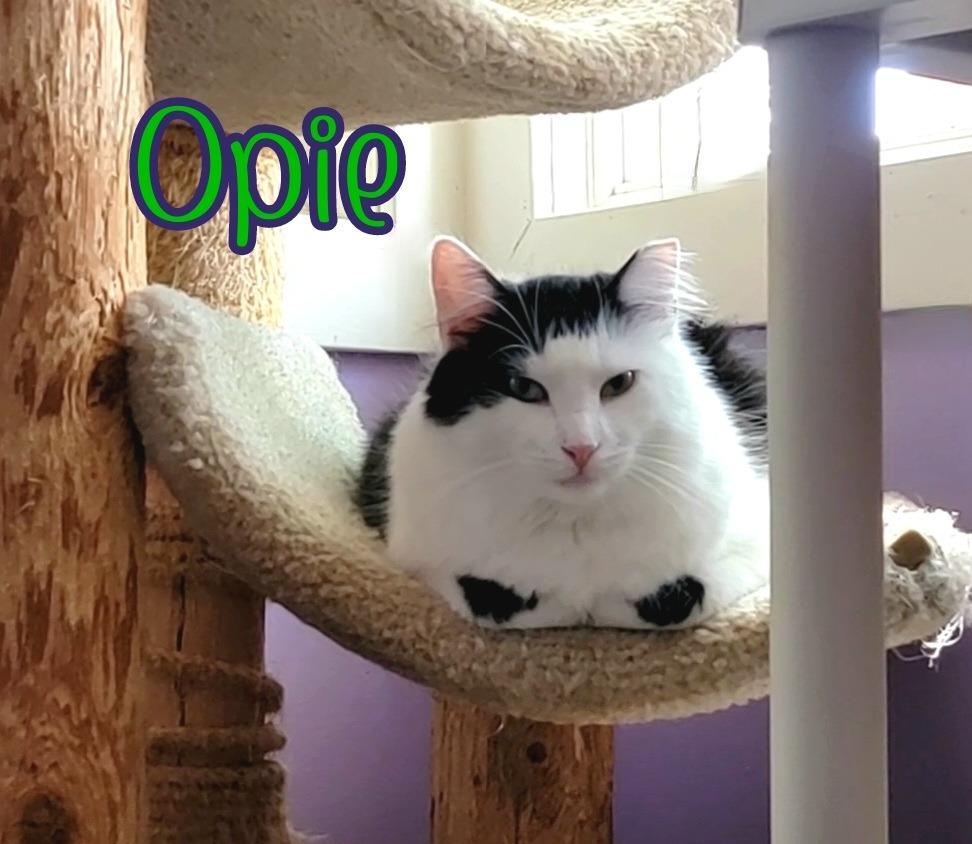 Enlarge Opie (Bay Bridge #18), a Adoptable mixed breed in Port Clinton, OH image 4/6