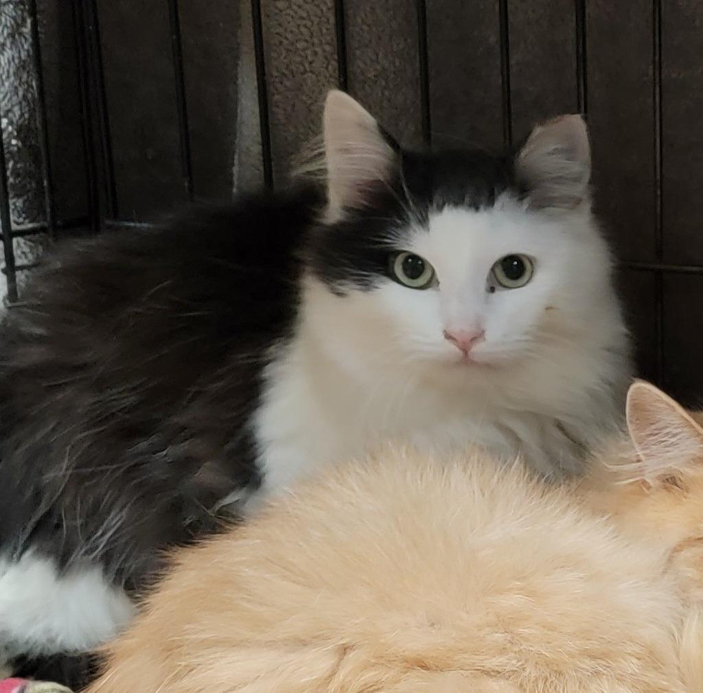 Enlarge Opie (Bay Bridge #18), a Adoptable mixed breed in Port Clinton, OH image 2/6