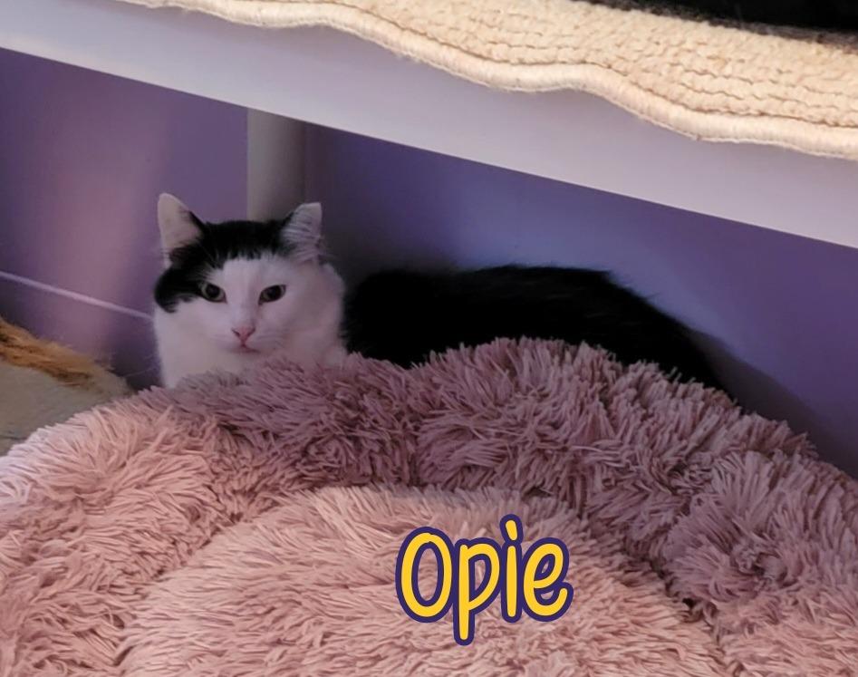 Enlarge Opie (Bay Bridge #18), a Adoptable mixed breed in Port Clinton, OH image 5/6