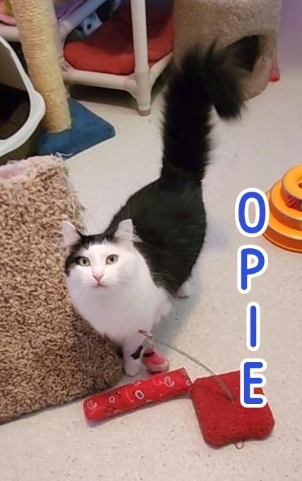 Enlarge Opie (Bay Bridge #18), a Adoptable mixed breed in Port Clinton, OH image 6/6