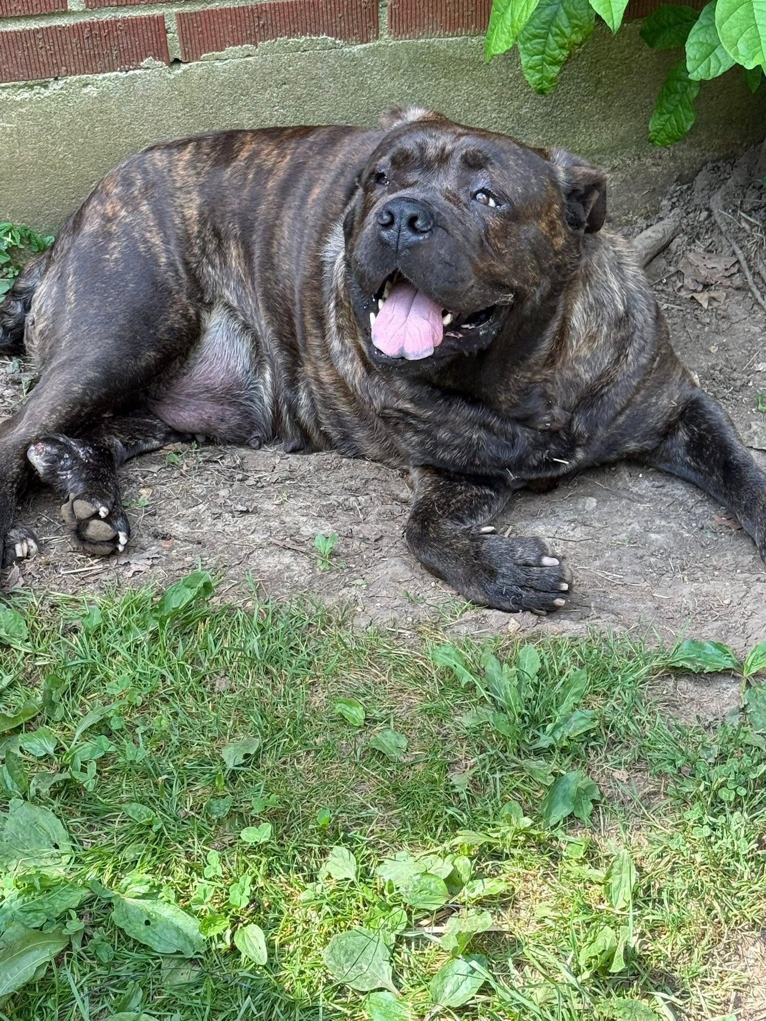Enlarge Roxie, a Adoptable mixed breed in Xenia, OH image 1/4