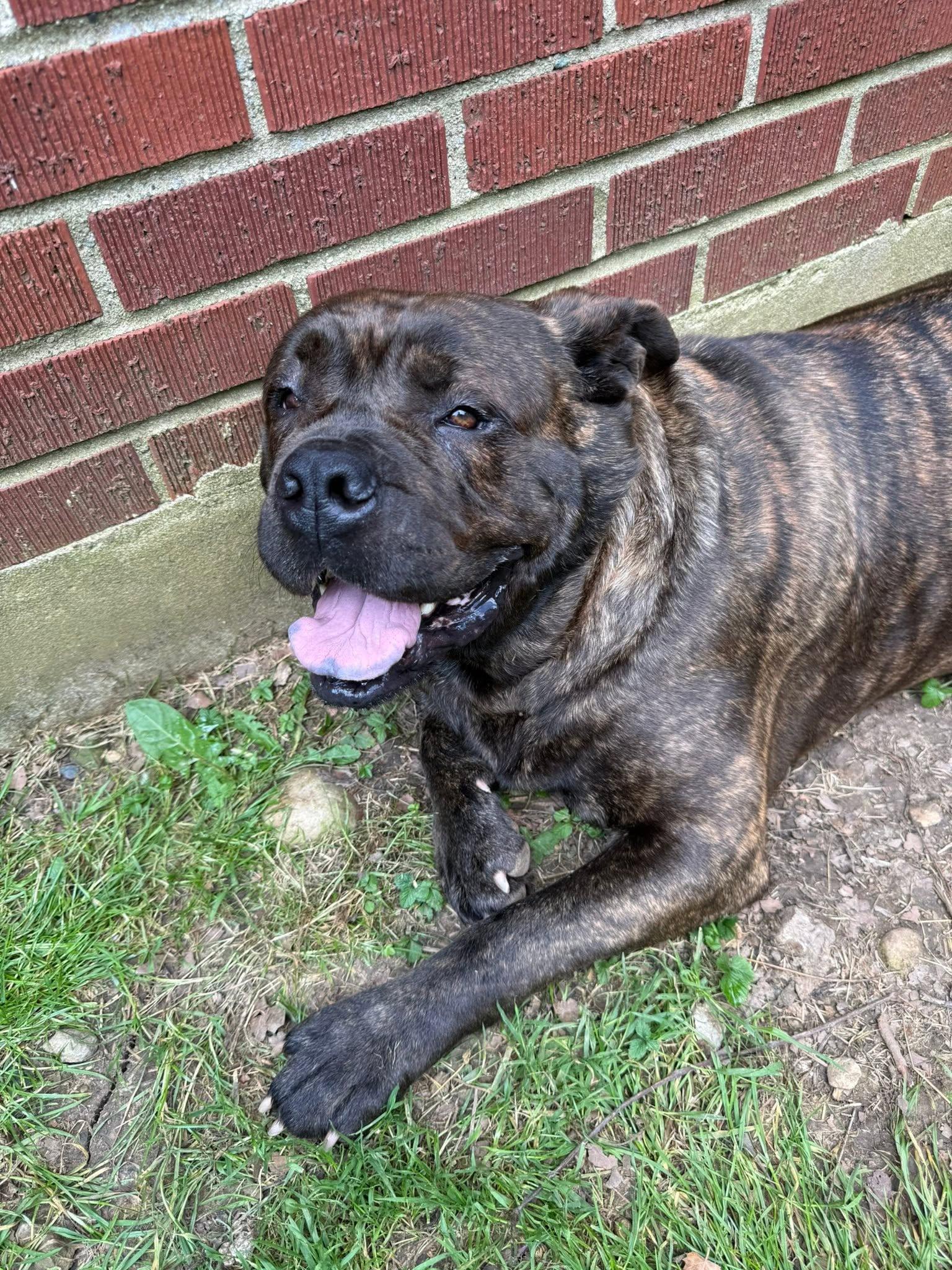 Enlarge Roxie, a Adoptable mixed breed in Xenia, OH image 4/4