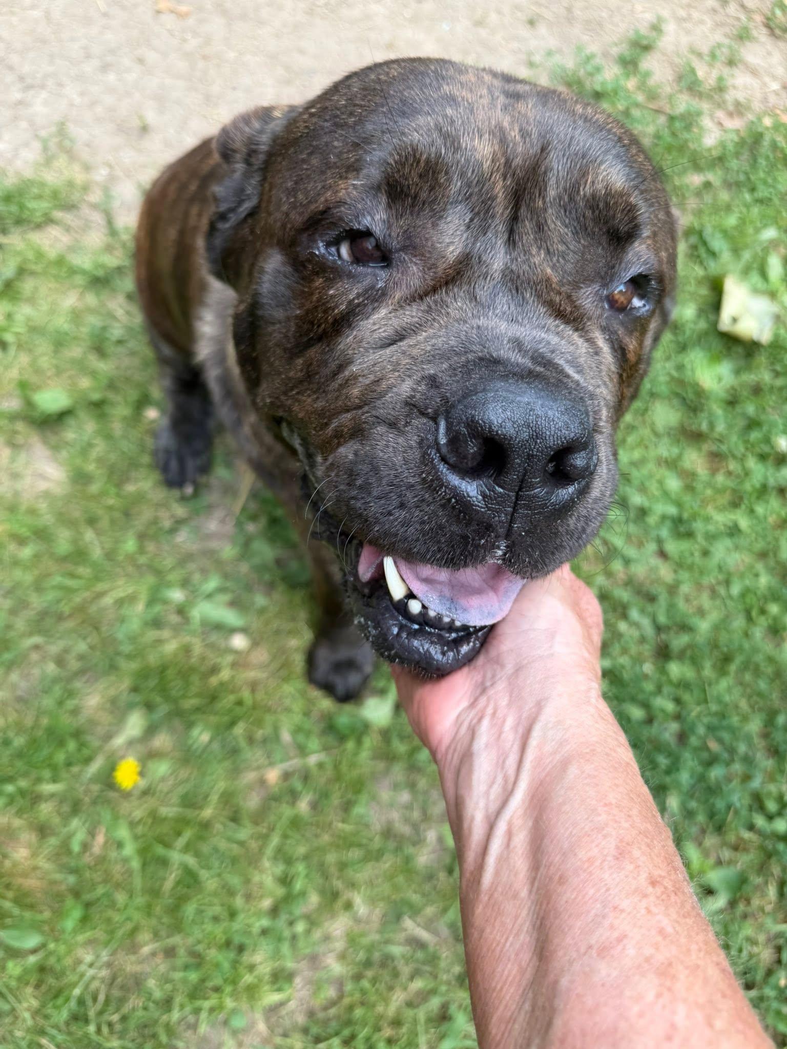 Enlarge Roxie, a Adoptable mixed breed in Xenia, OH image 2/4