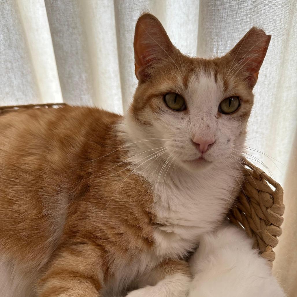 GALLOWAY, Adoptable, Adult Male Domestic Short Hair.