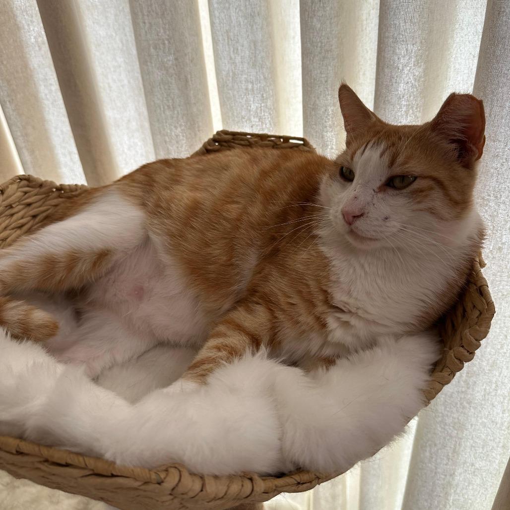 Enlarge GALLOWAY, a Adoptable Domestic Short Hair in Long Beach, CA image 2/6