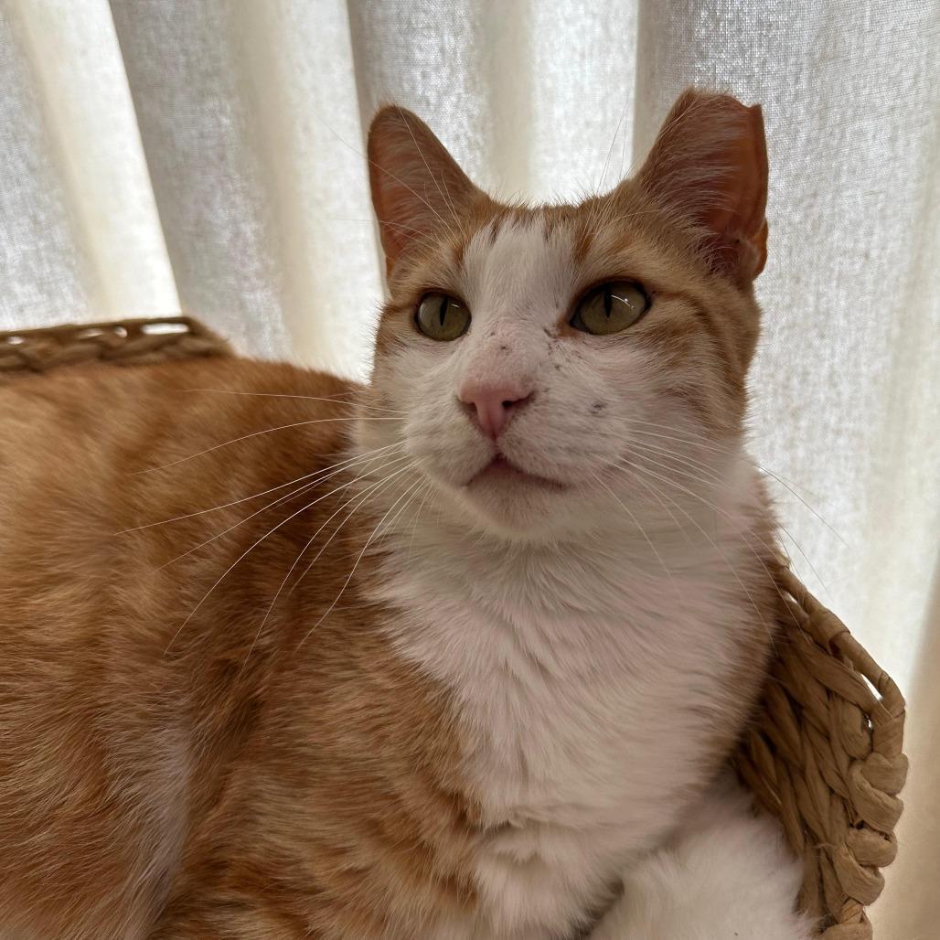 Enlarge GALLOWAY, a Adoptable Domestic Short Hair in Long Beach, CA image 3/6