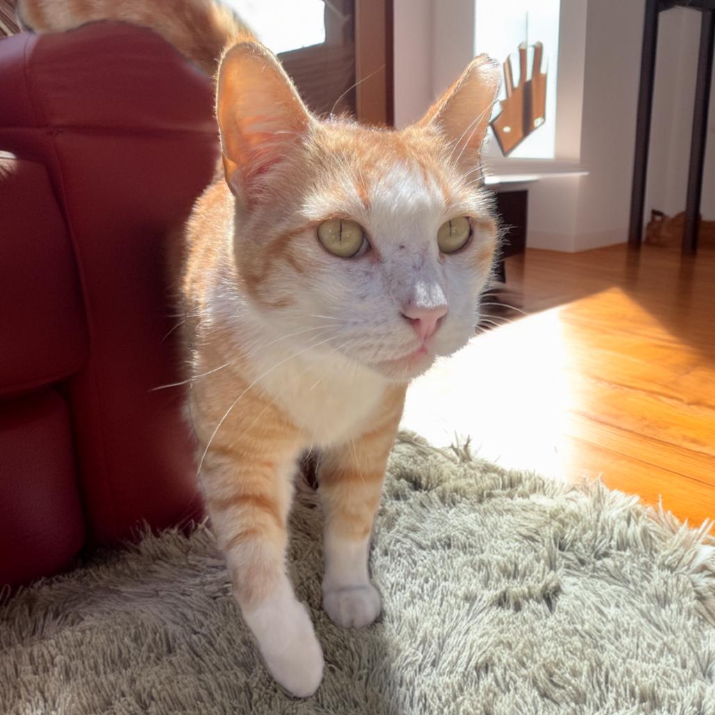 Enlarge GALLOWAY, a Adoptable Domestic Short Hair in Long Beach, CA image 4/6