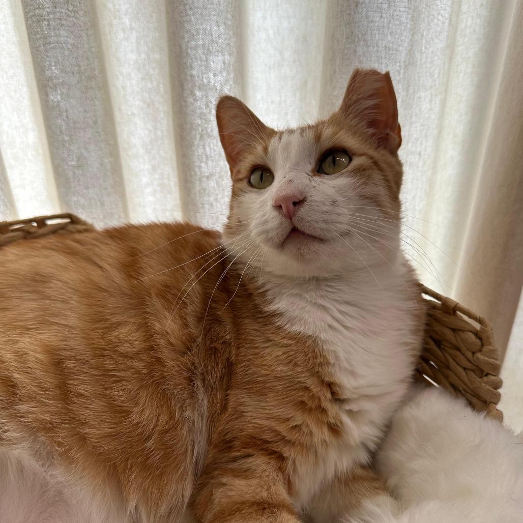 Enlarge GALLOWAY, a Adoptable Domestic Short Hair in Long Beach, CA image 5/6
