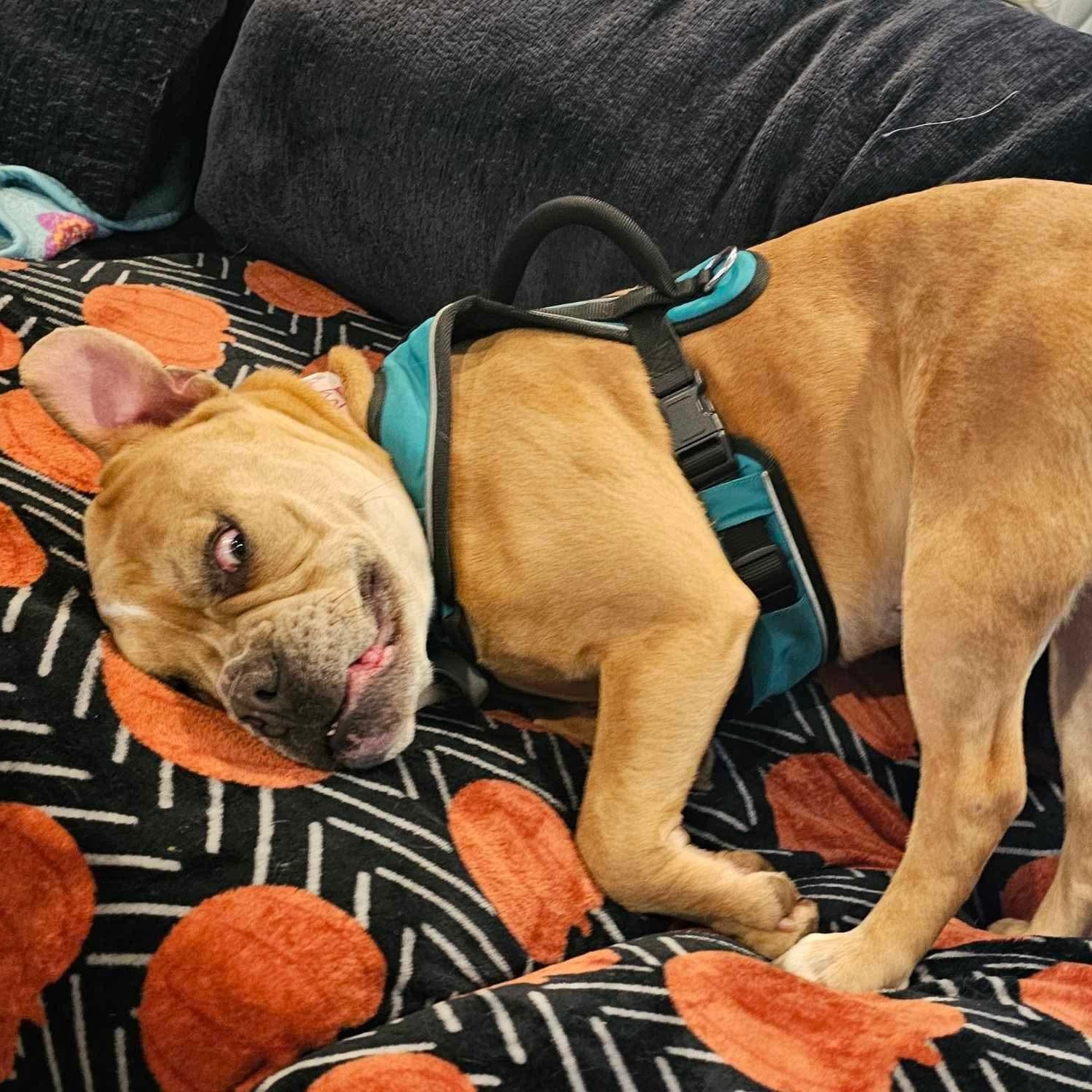 Maddie, a Adoptable American Bulldog in Indianapolis, IN image 4/5