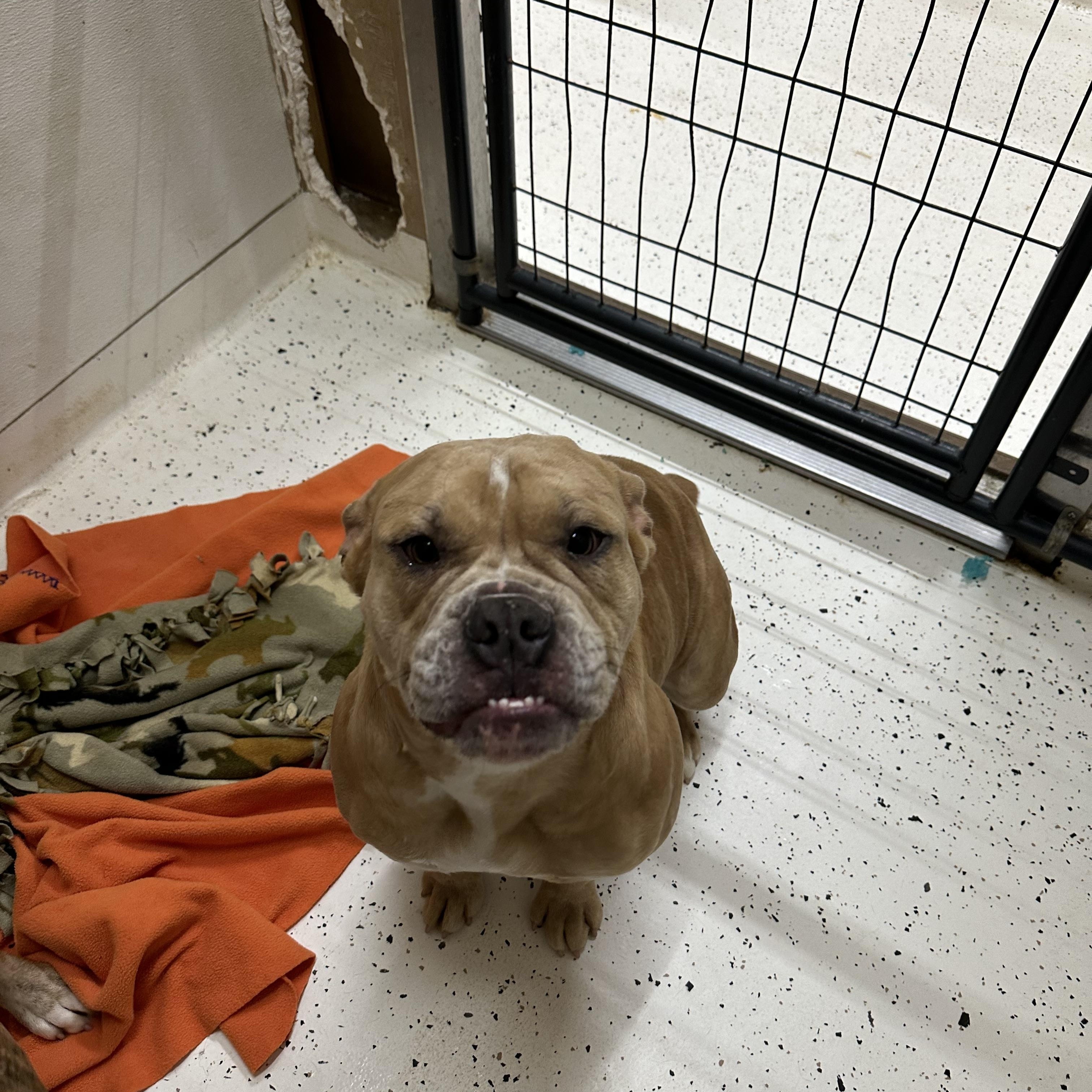 Maddie, a Adoptable American Bulldog in Indianapolis, IN image 5/5