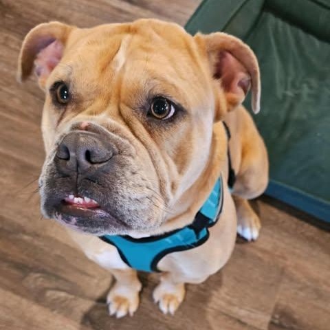 Maddie, a Adoptable American Bulldog in Indianapolis, IN image 1/5