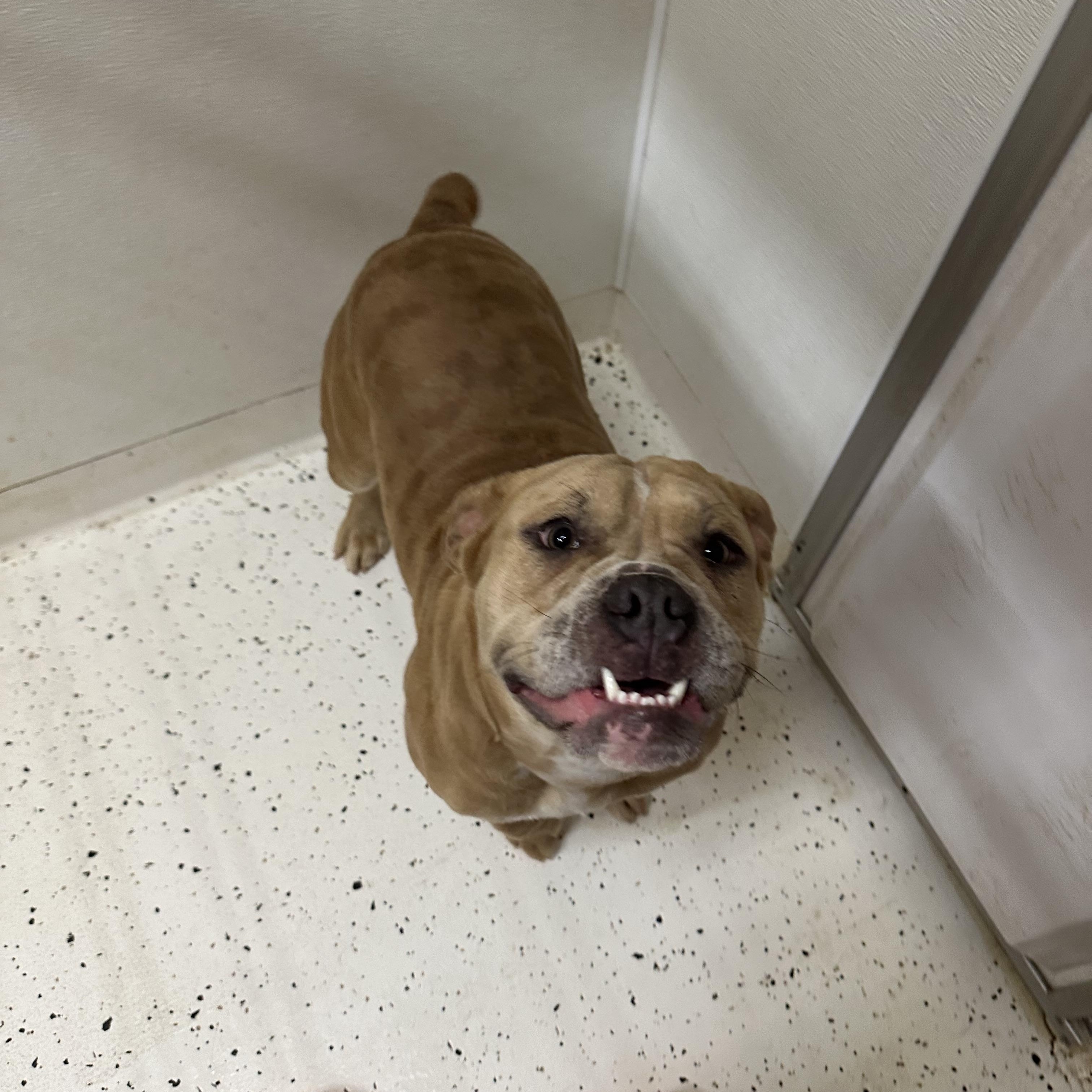 Maddie, a Adoptable American Bulldog in Indianapolis, IN image 3/5