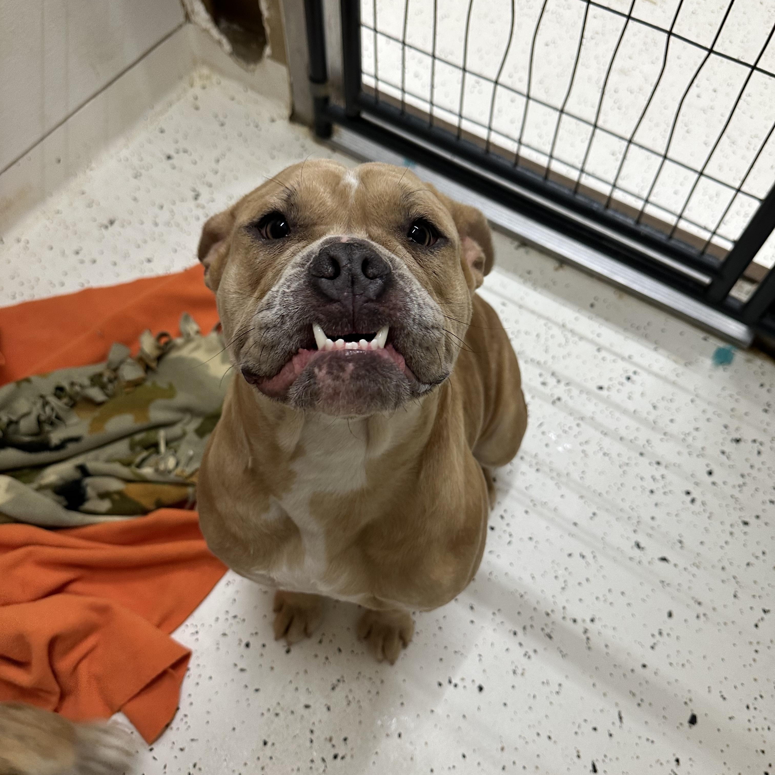 Maddie, a Adoptable American Bulldog in Indianapolis, IN image 2/5