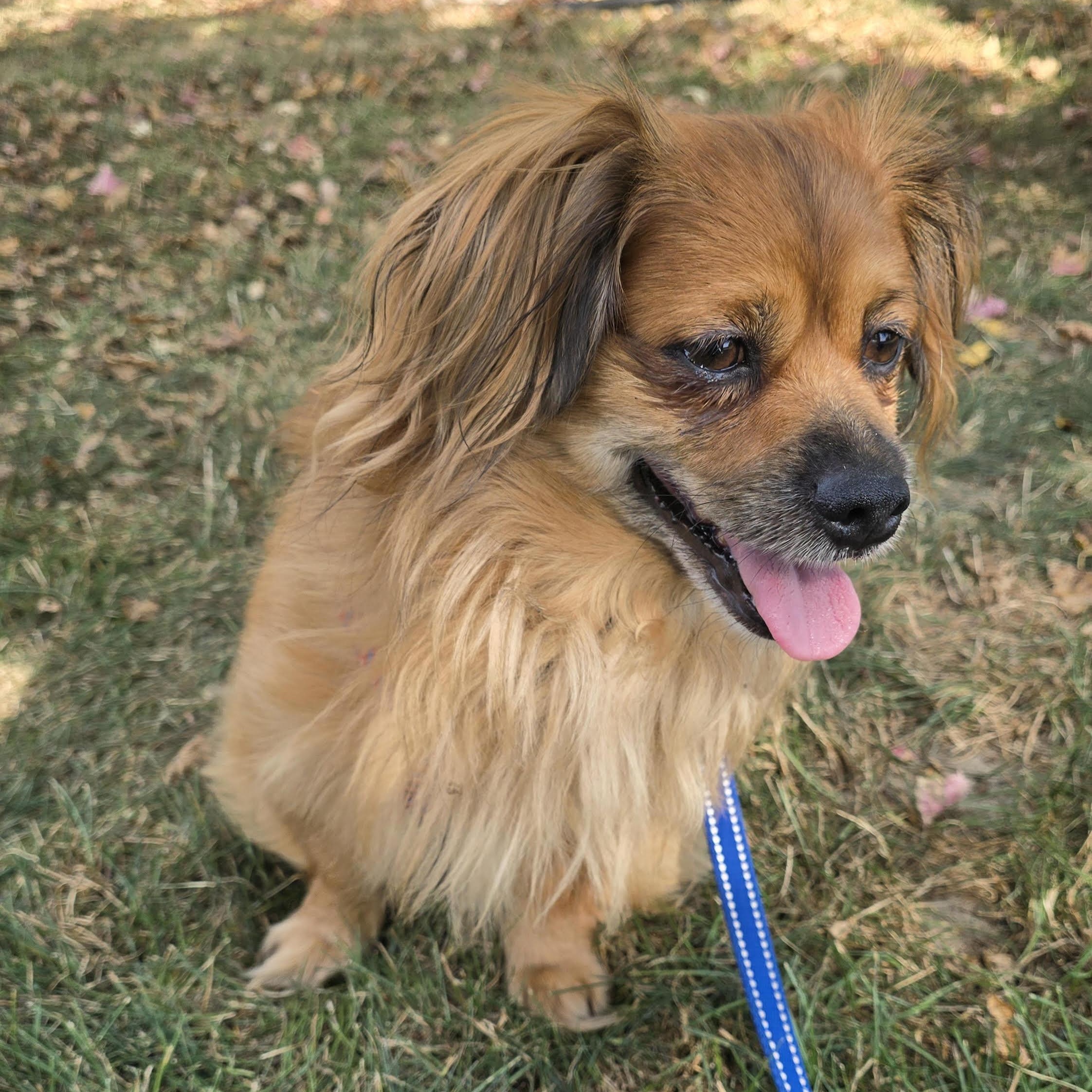 Peanut - COMING SOON