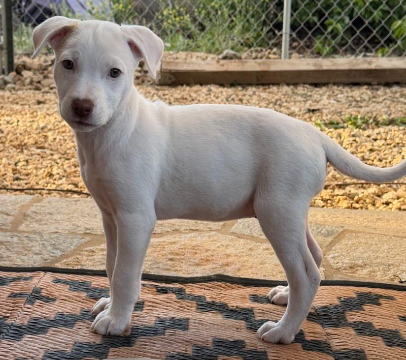 Garibaldi, a Adoptable mixed breed in San Diego, CA image 2/2