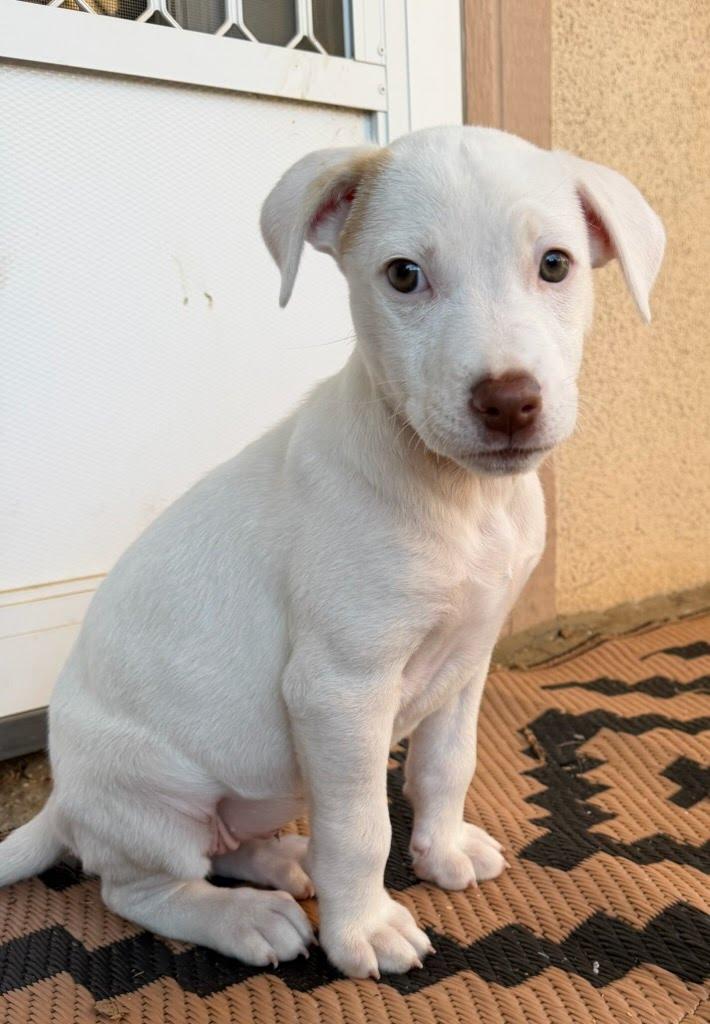 Garibaldi, Adoptable, Puppy Female Labrador Retriever & Terrier.