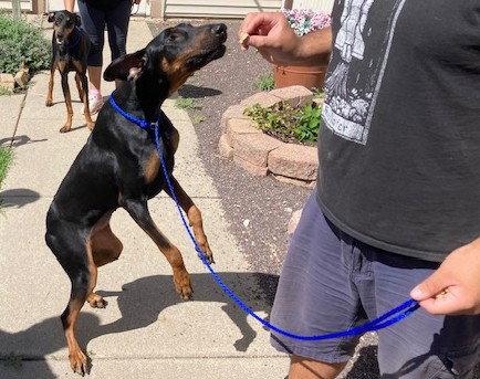 Enlarge Dozer, a Adoptable Doberman Pinscher in Omaha, NE image 1/3