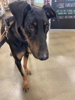 Enlarge Dozer, a Adoptable Doberman Pinscher in Omaha, NE image 2/3