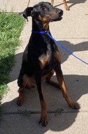 Enlarge Dozer, a Adoptable Doberman Pinscher in Omaha, NE image 3/3