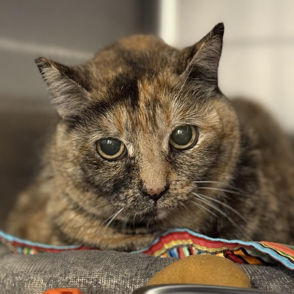 Calixo — thumbnail 2