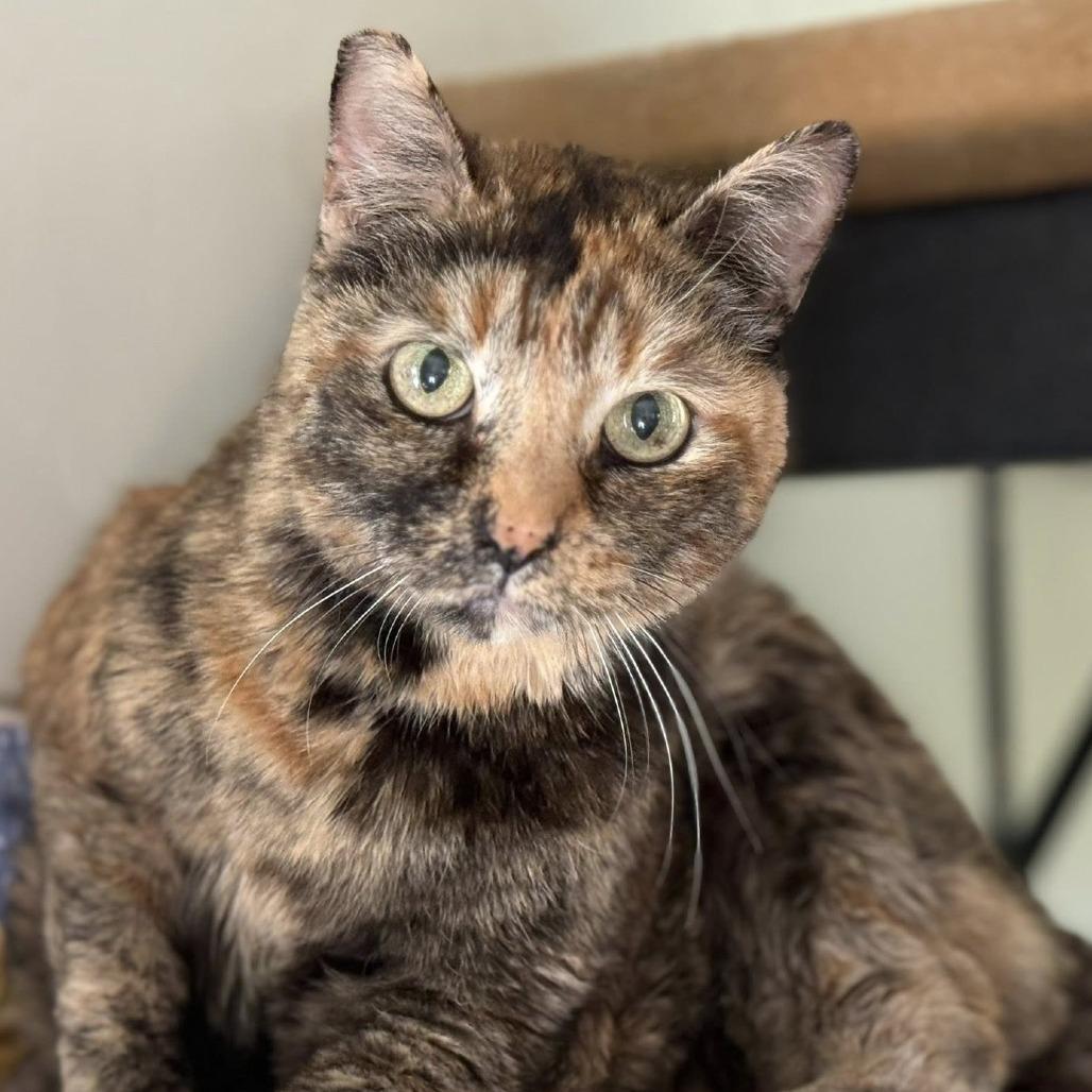 Calixo — thumbnail 4