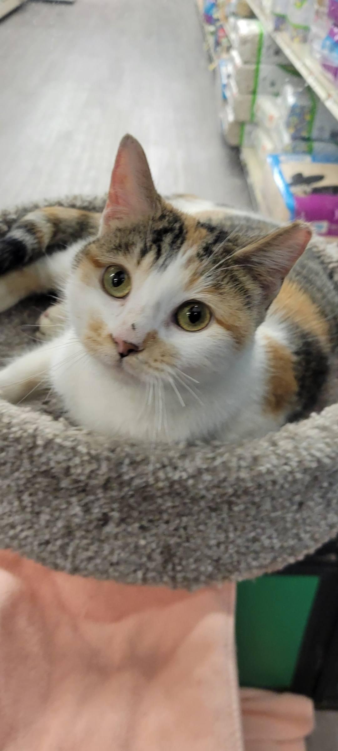 Macie , adopted, Adult Female Calico.