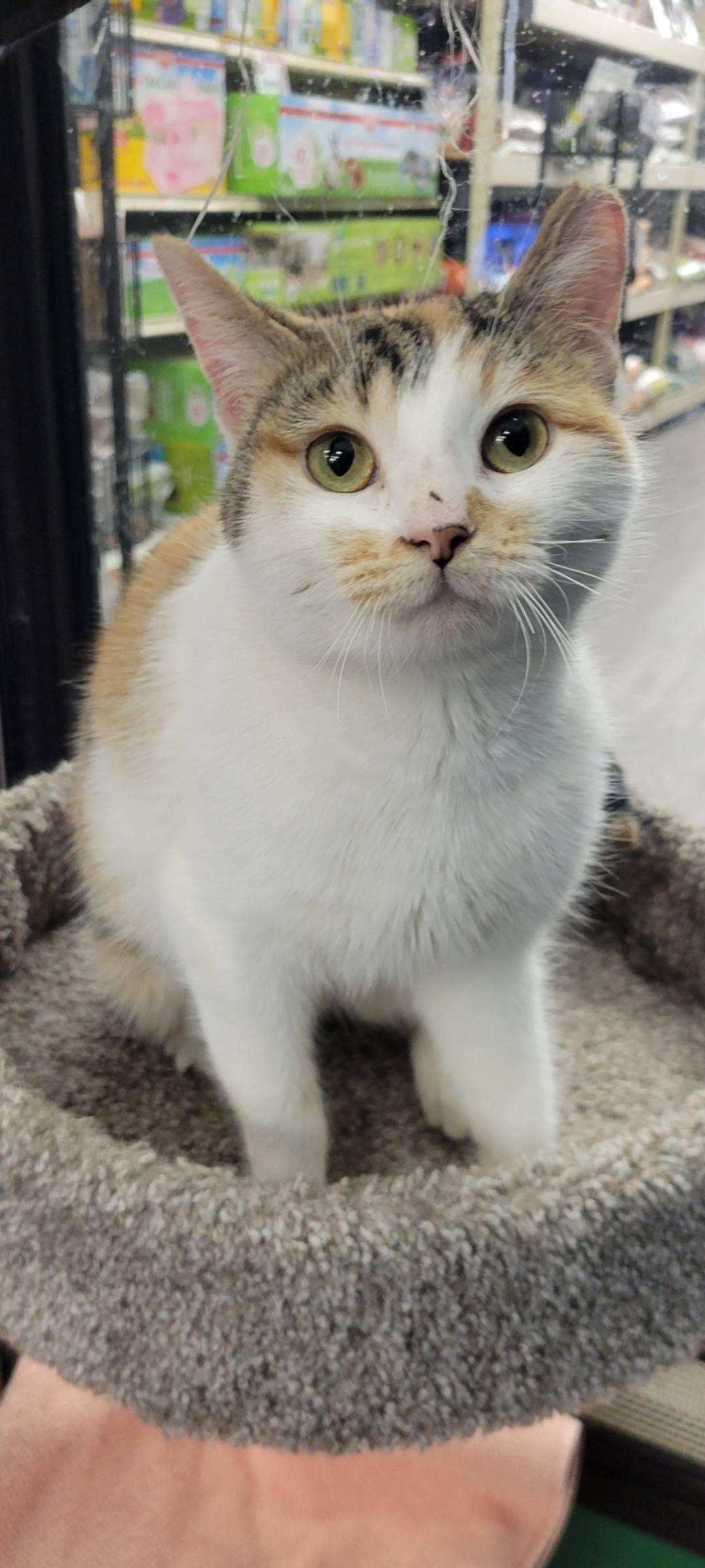 Enlarge Macie , an adopted Calico in Independence, OH image 2/4