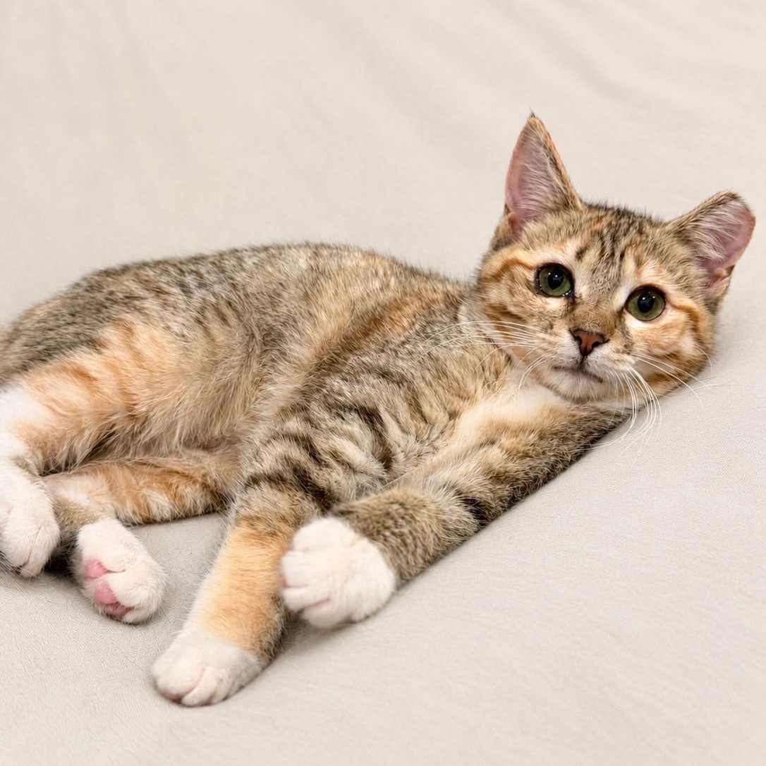 Clinda (Bonded with Doc), a Adoptable Domestic Short Hair in Decatur, GA image 5/5