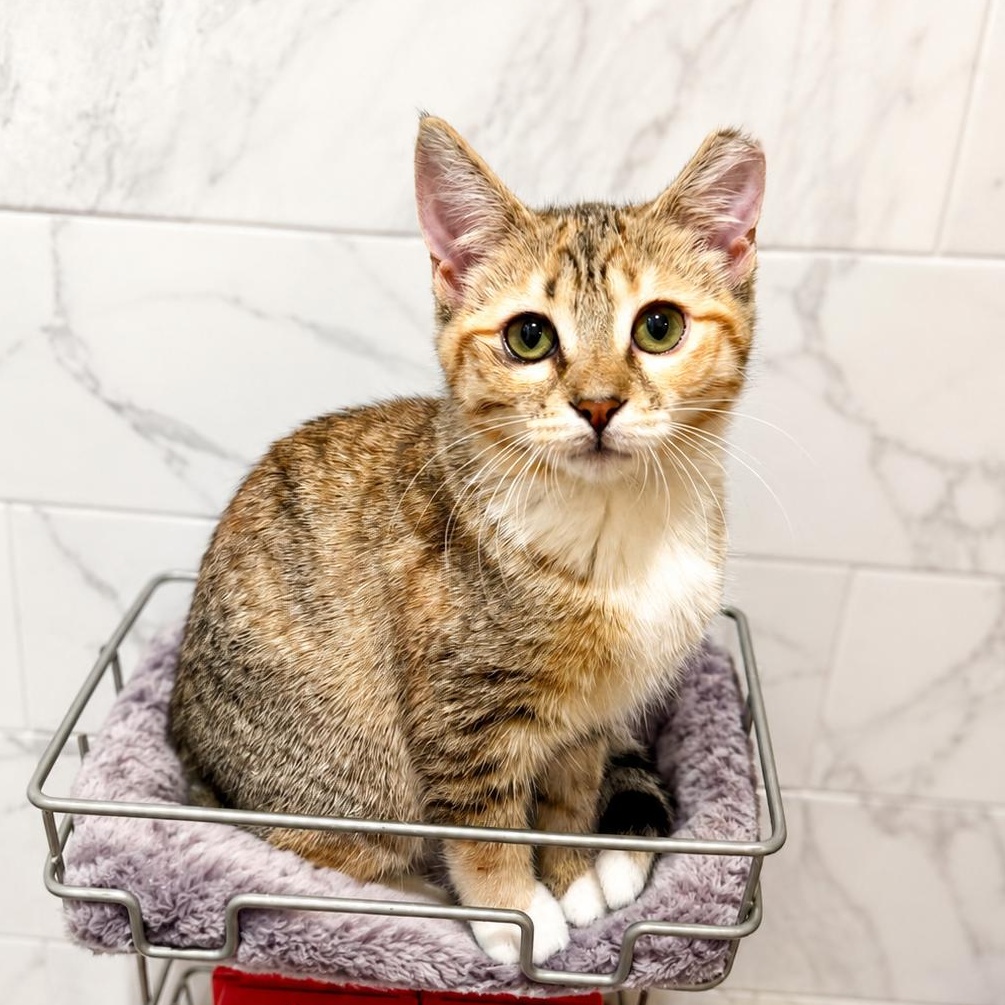 Clinda (Bonded with Doc), a Adoptable Domestic Short Hair in Decatur, GA image 1/5