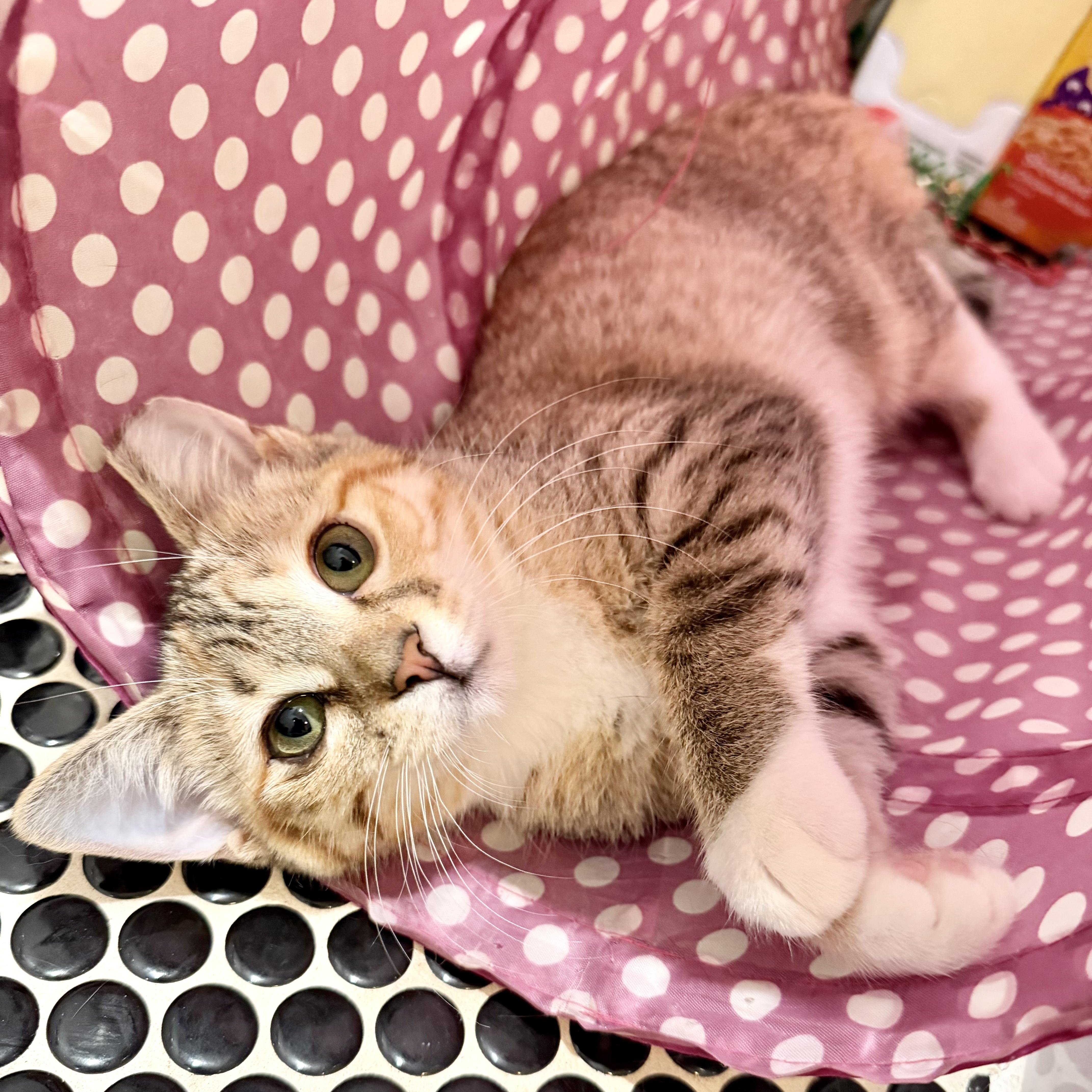 Clinda (Bonded with Doc), a Adoptable Domestic Short Hair in Decatur, GA image 2/5