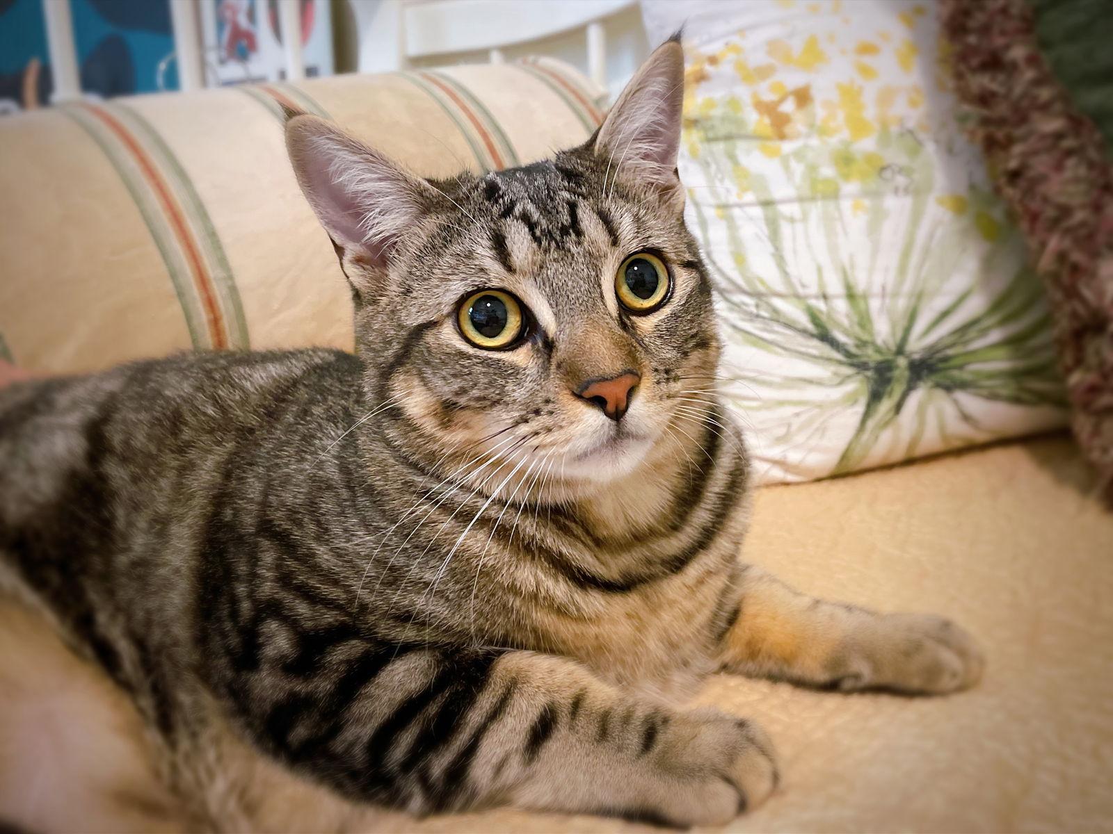 Big Back, a Adoptable mixed breed in Laguna Niguel, CA image 2/3